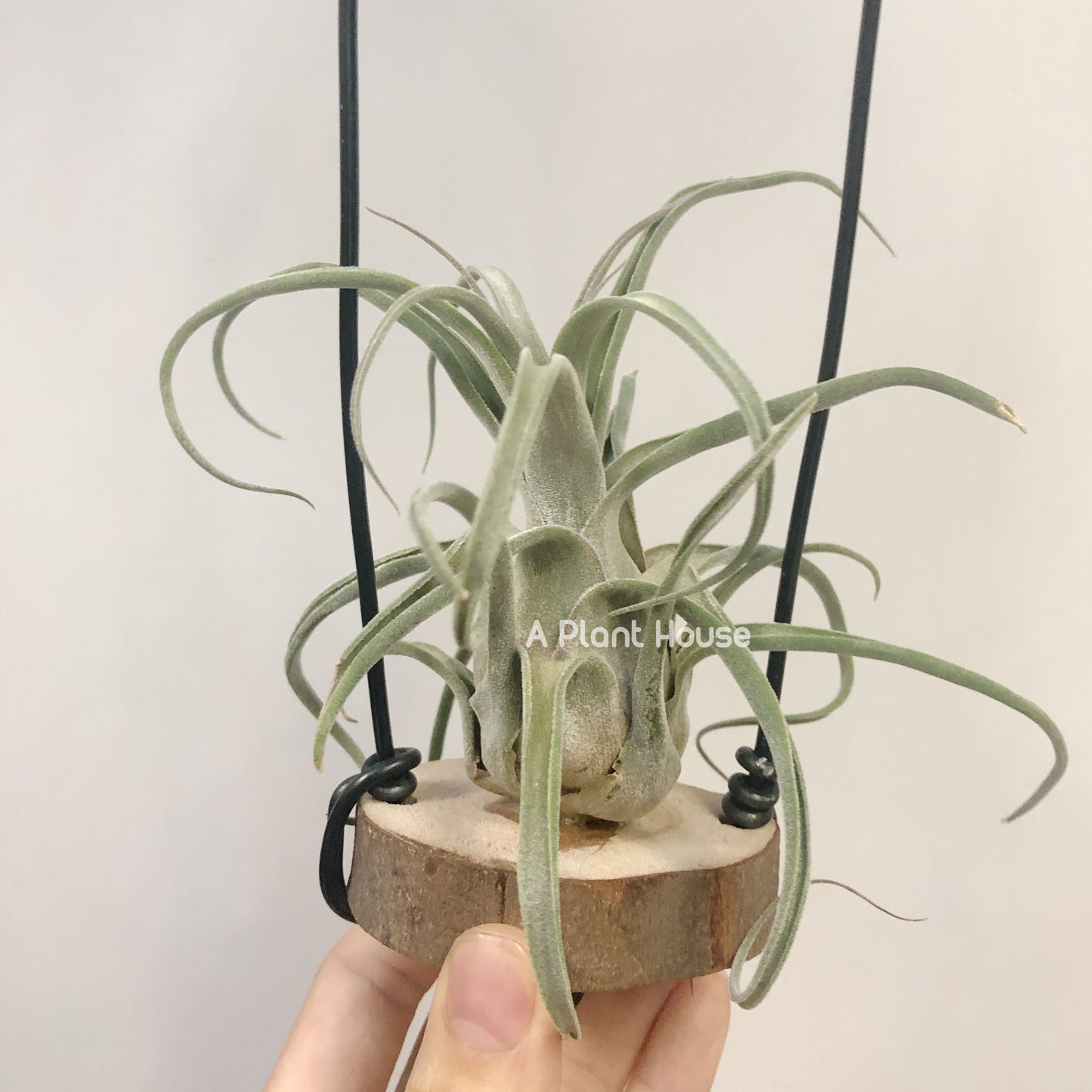 Tillandsia Bishop John Fisher