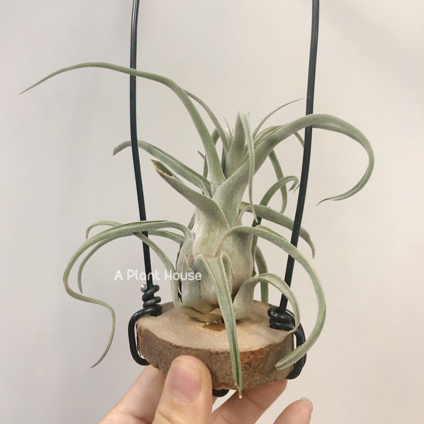 Tillandsia Bishop John Fisher