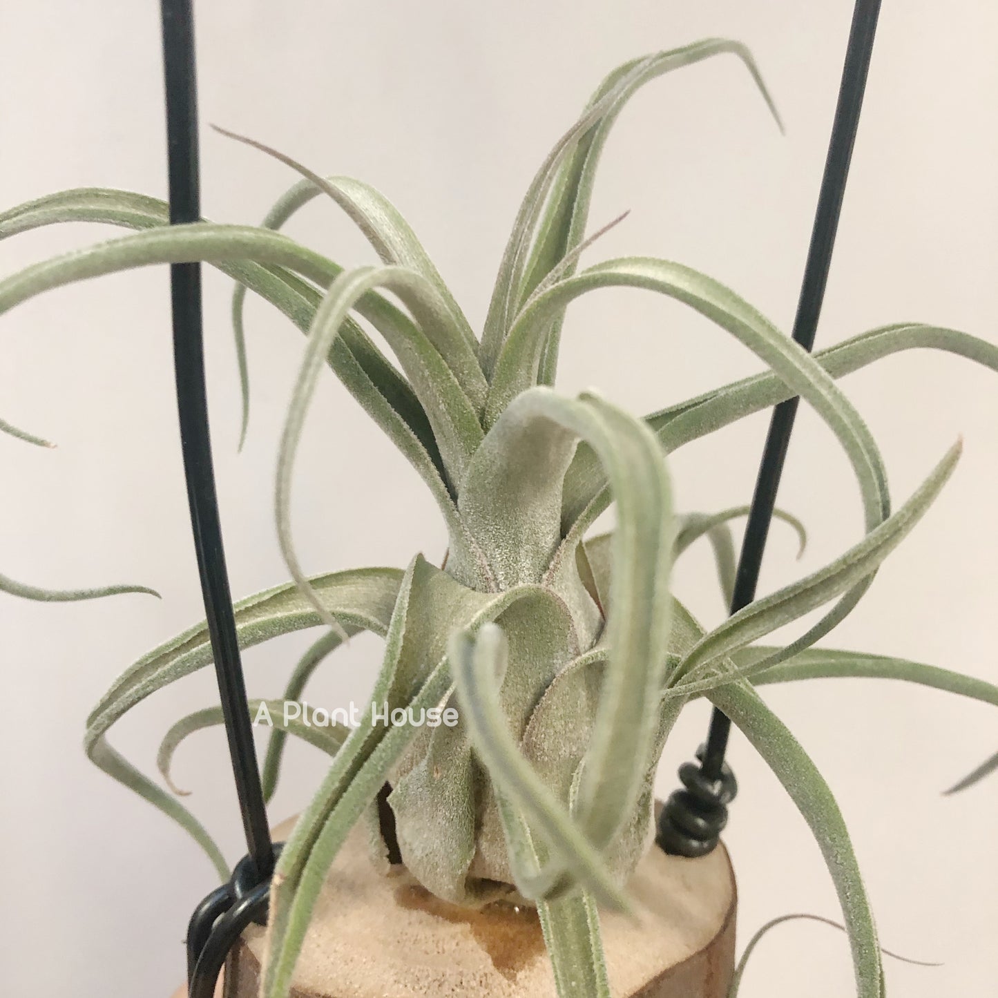 Tillandsia Bishop John Fisher