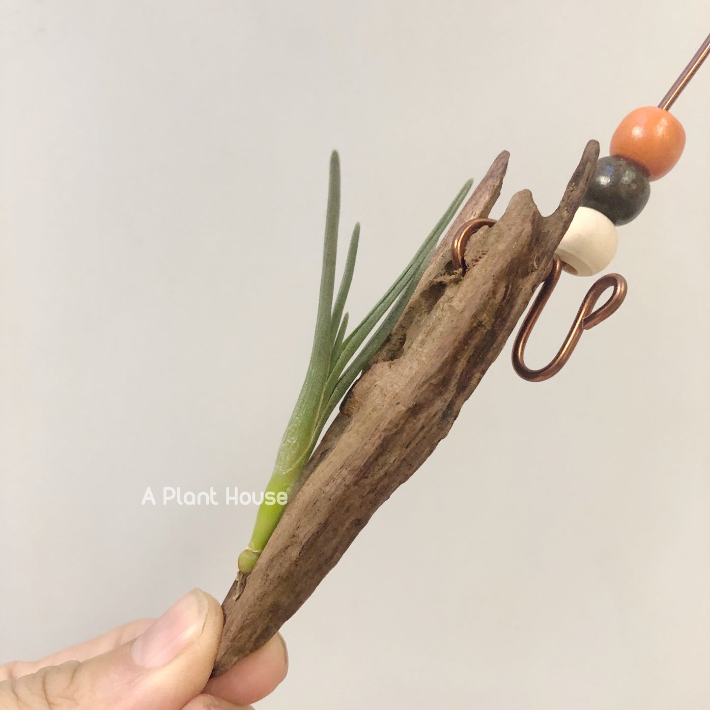 Tillandsia Albertiana