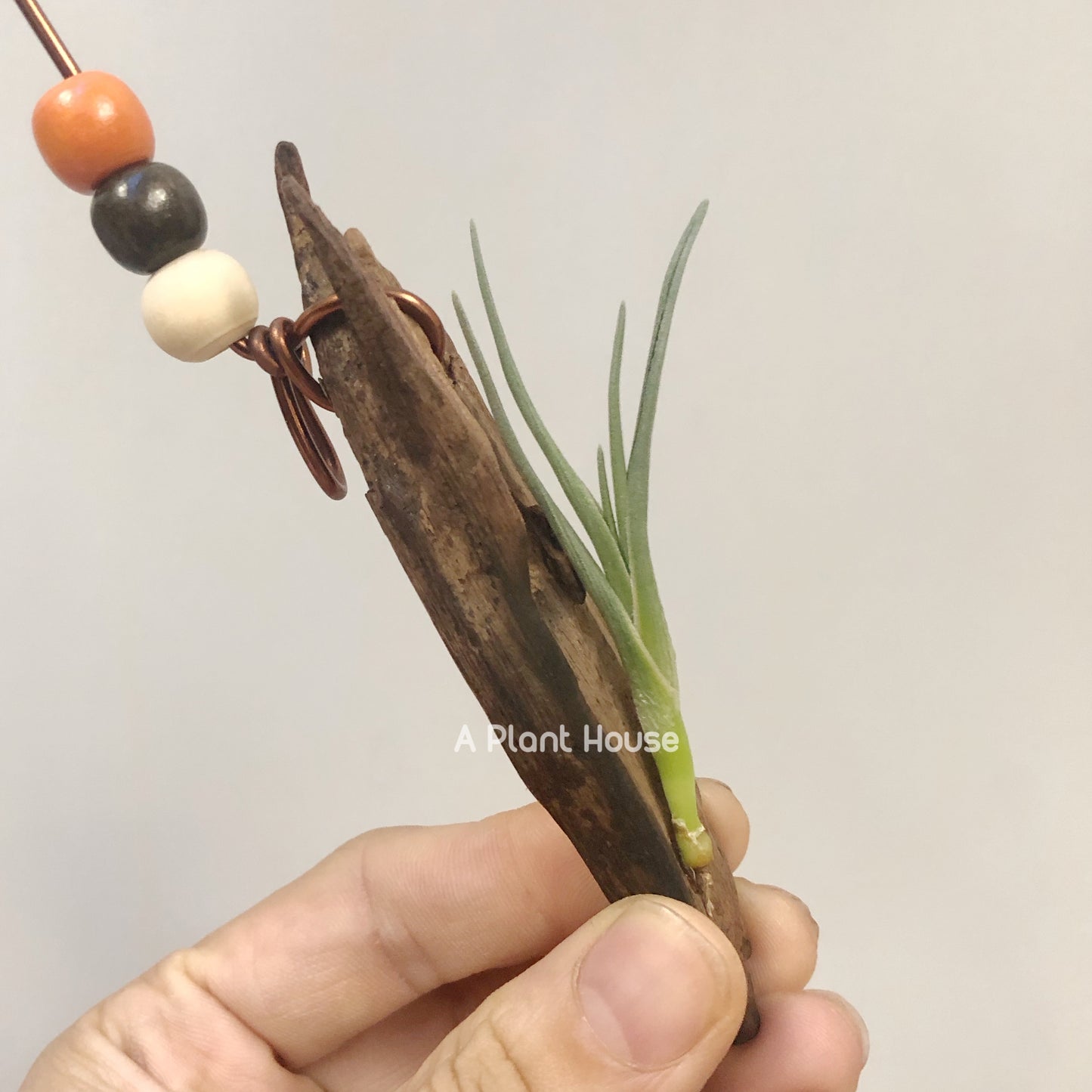 Tillandsia Albertiana