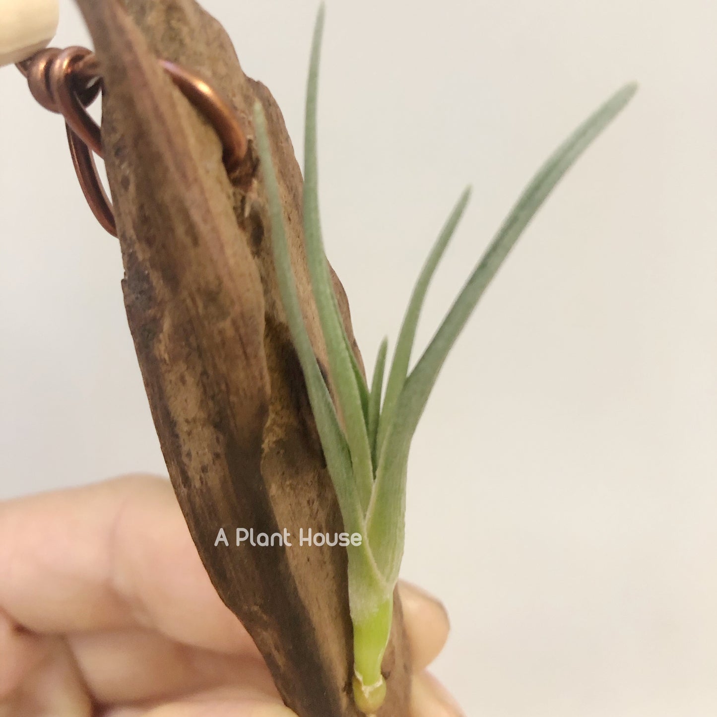 Tillandsia Albertiana