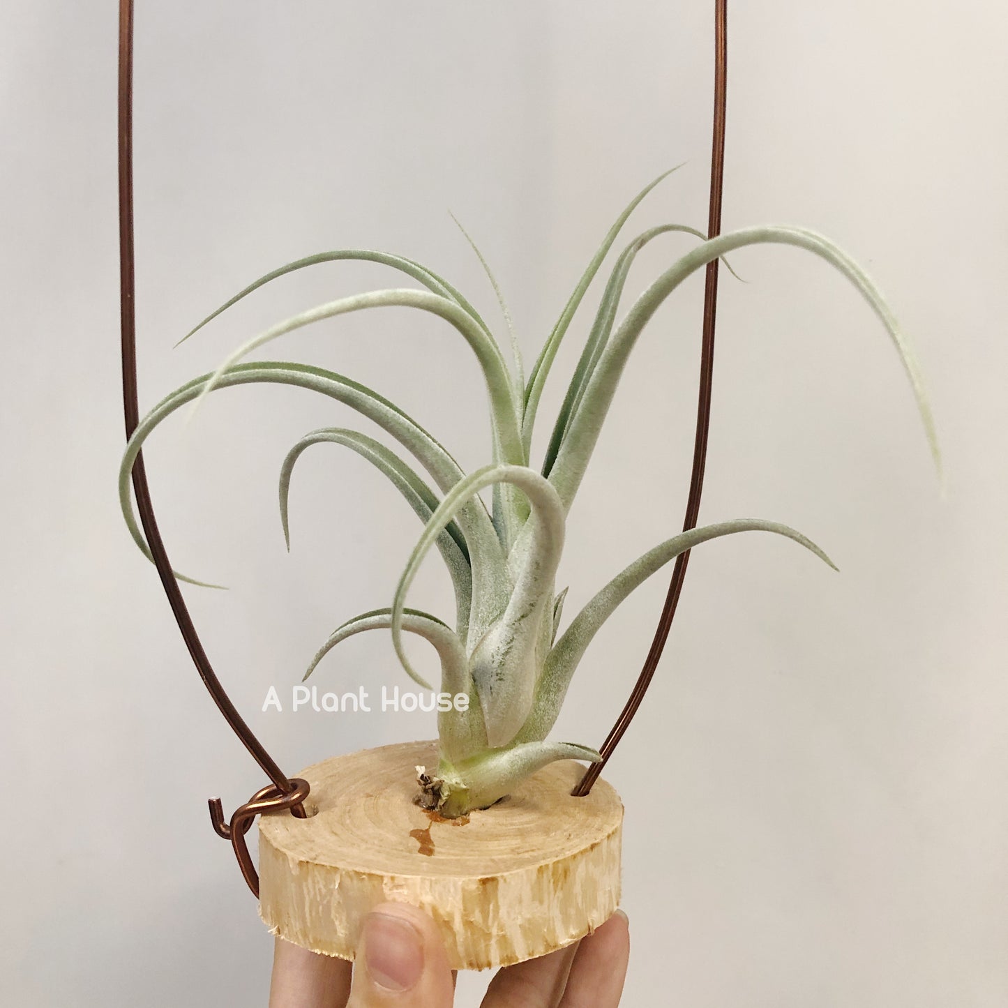 Tillandsia Lyrical Lace