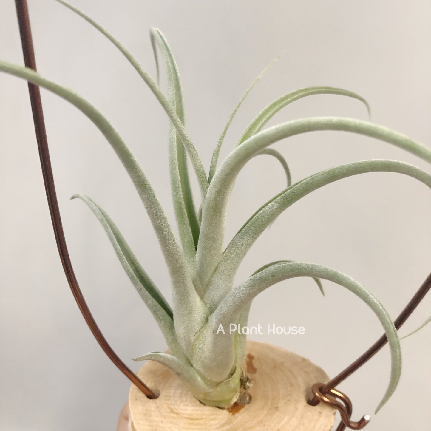 Tillandsia Lyrical Lace