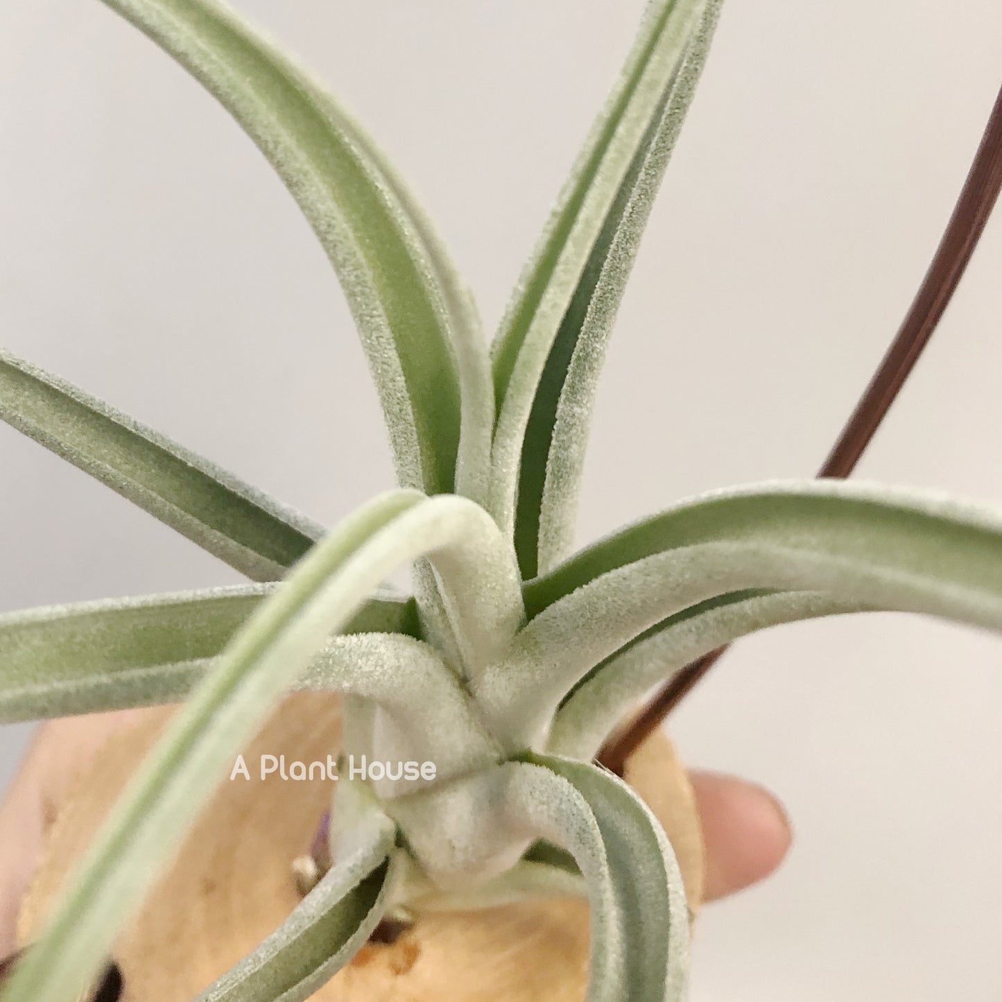 Tillandsia Lyrical Lace