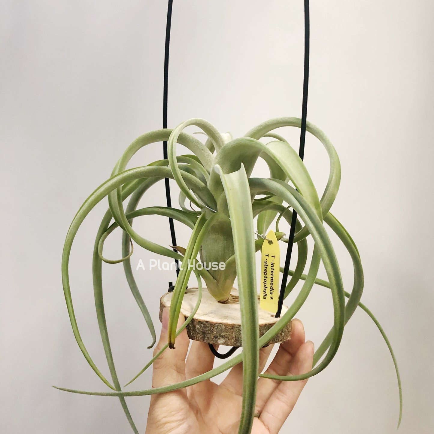 Tillandsia Intermedia x Streptophylla
