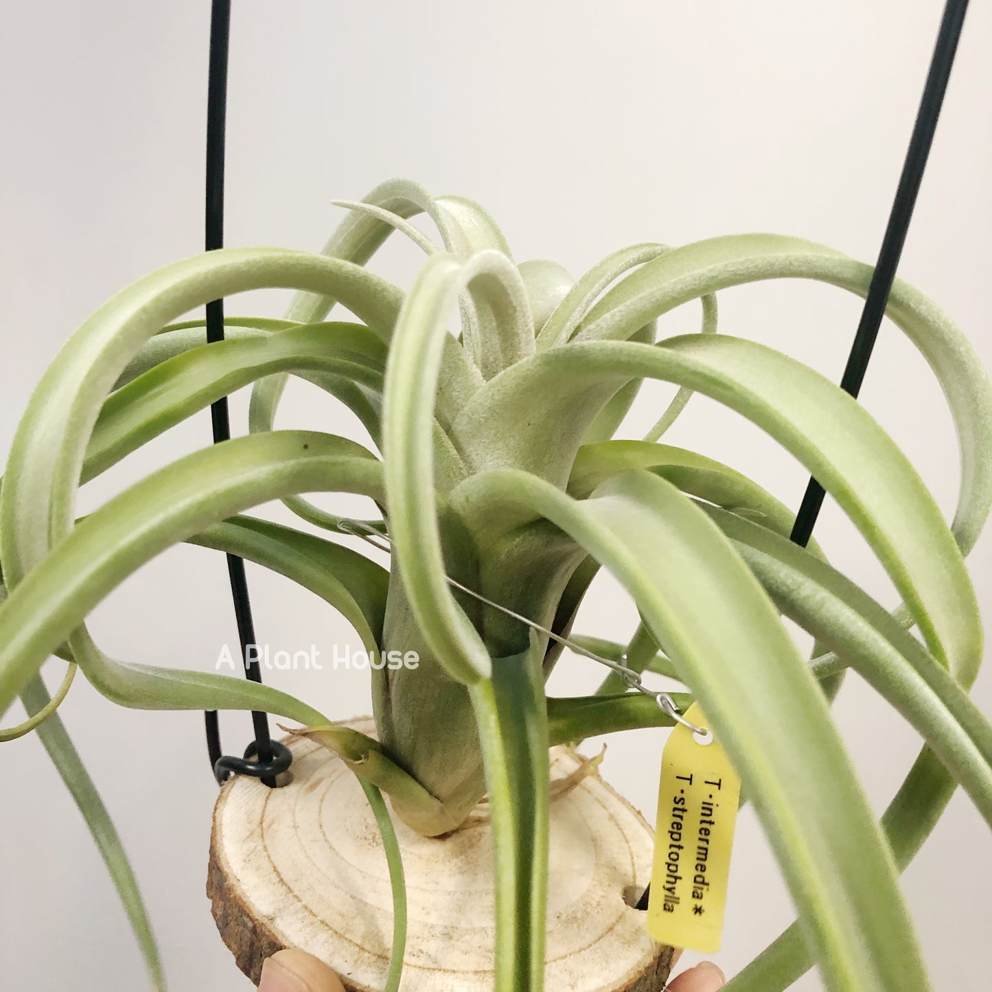 Tillandsia Intermedia x Streptophylla