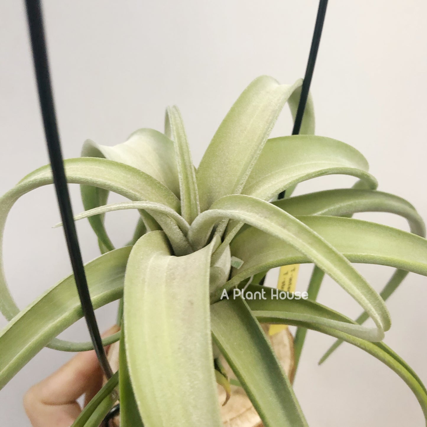 Tillandsia Intermedia x Streptophylla