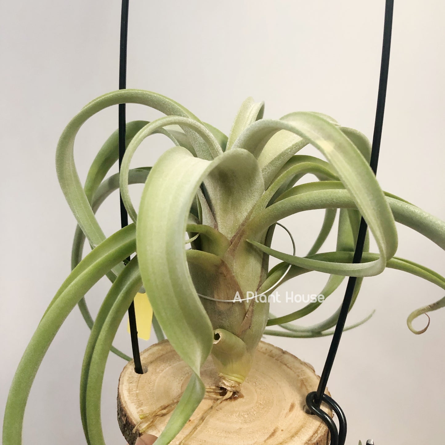Tillandsia Intermedia x Streptophylla