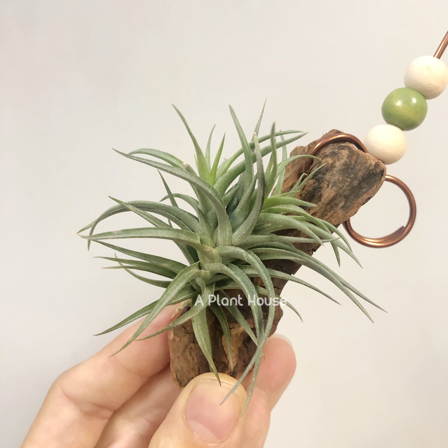 Tillandsia Aeranthos