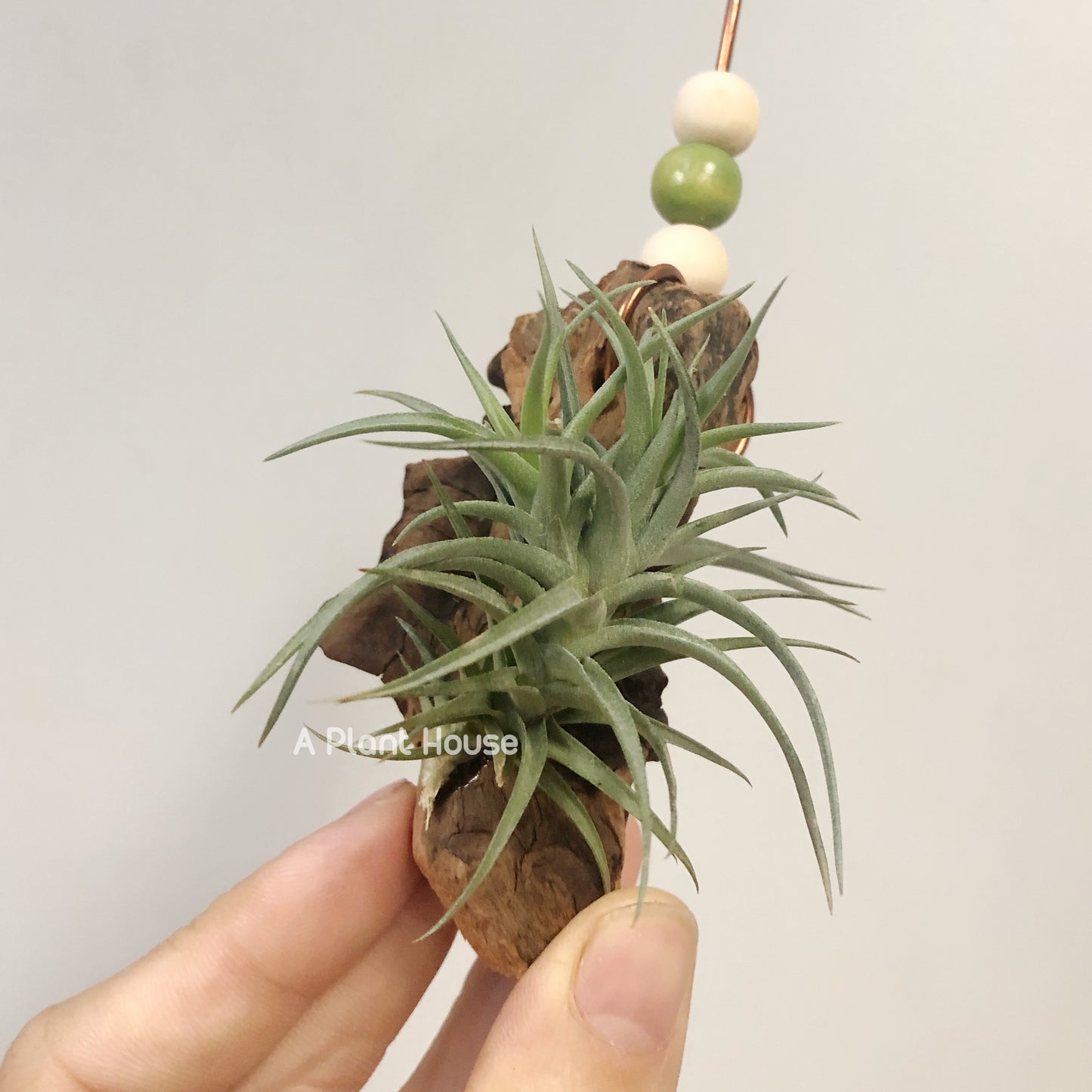 Tillandsia Aeranthos