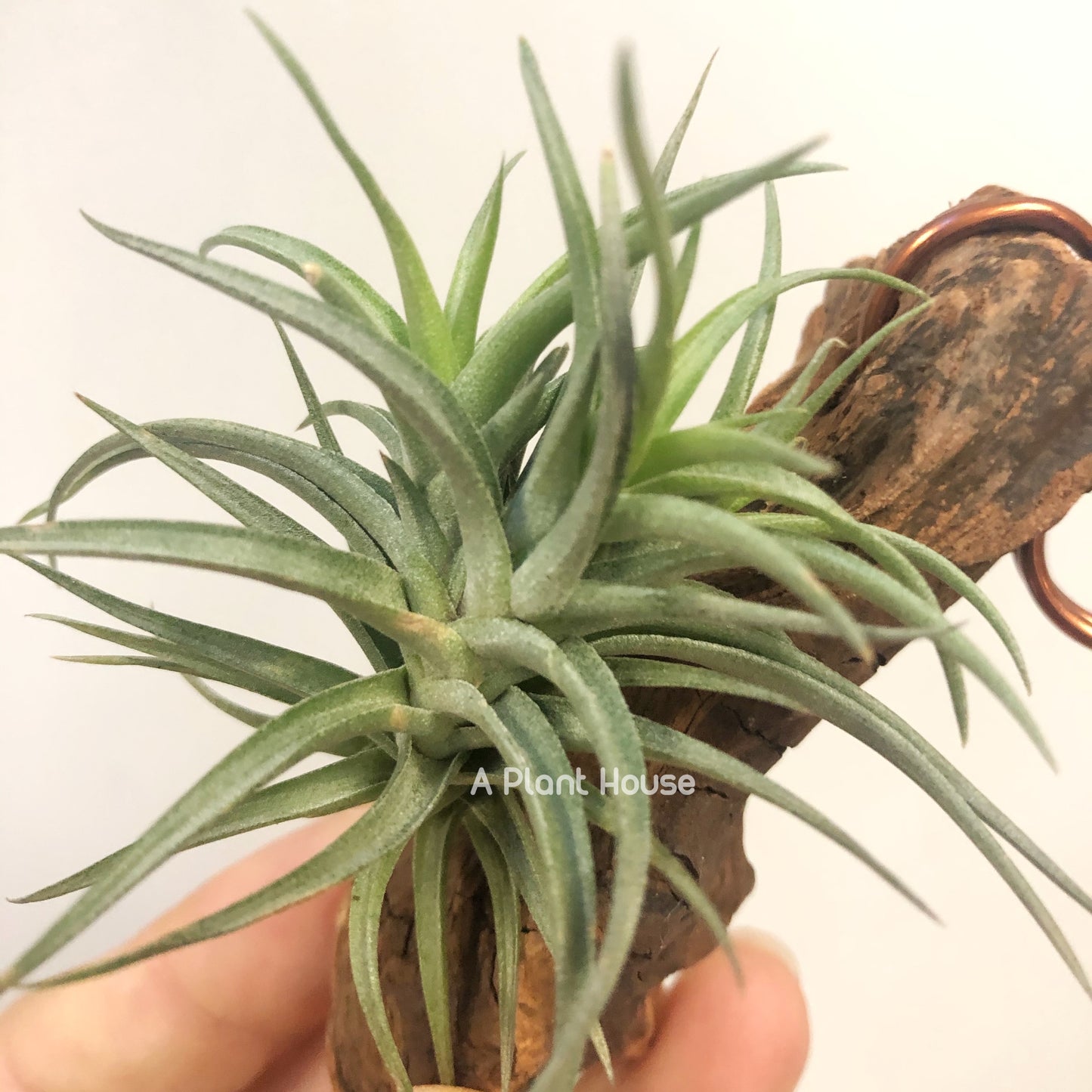 Tillandsia Aeranthos