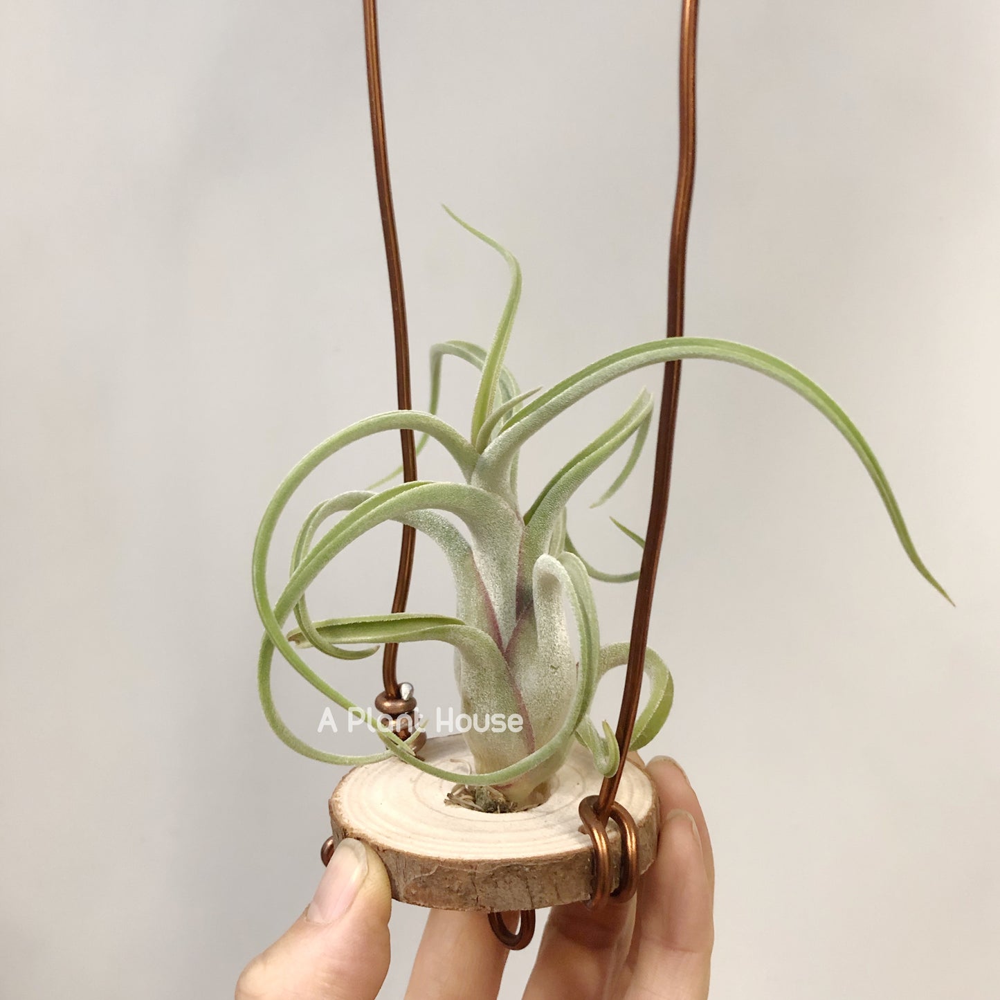 Tillandsia Caput-Medusae Sonoran Snow