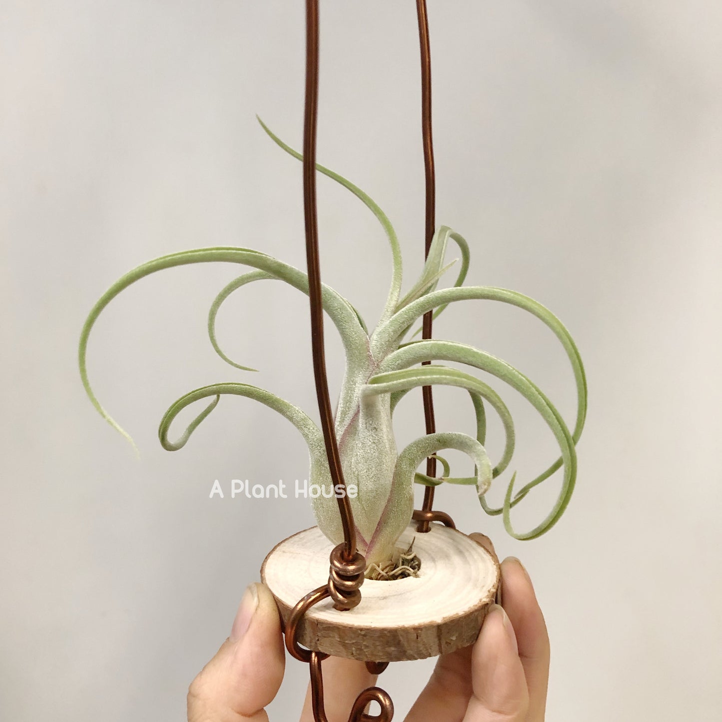 Tillandsia Caput-Medusae Sonoran Snow