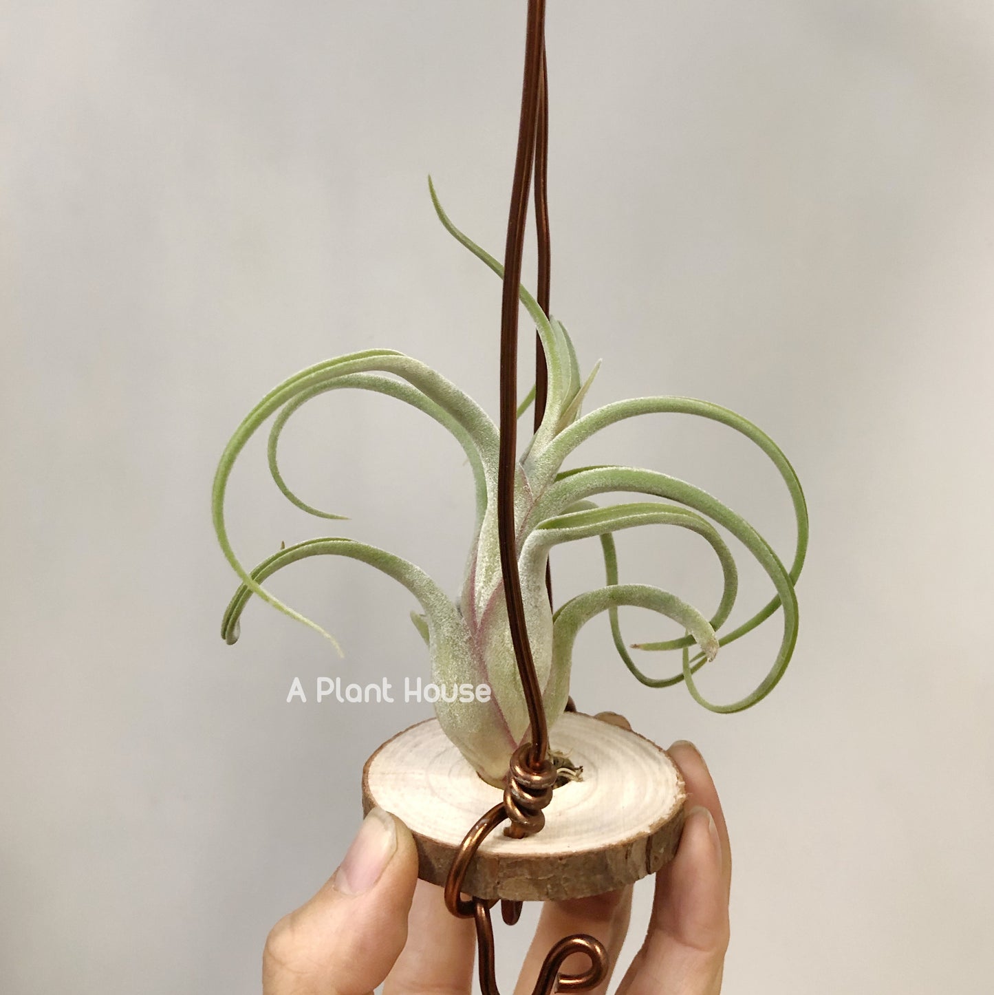Tillandsia Caput-Medusae Sonoran Snow