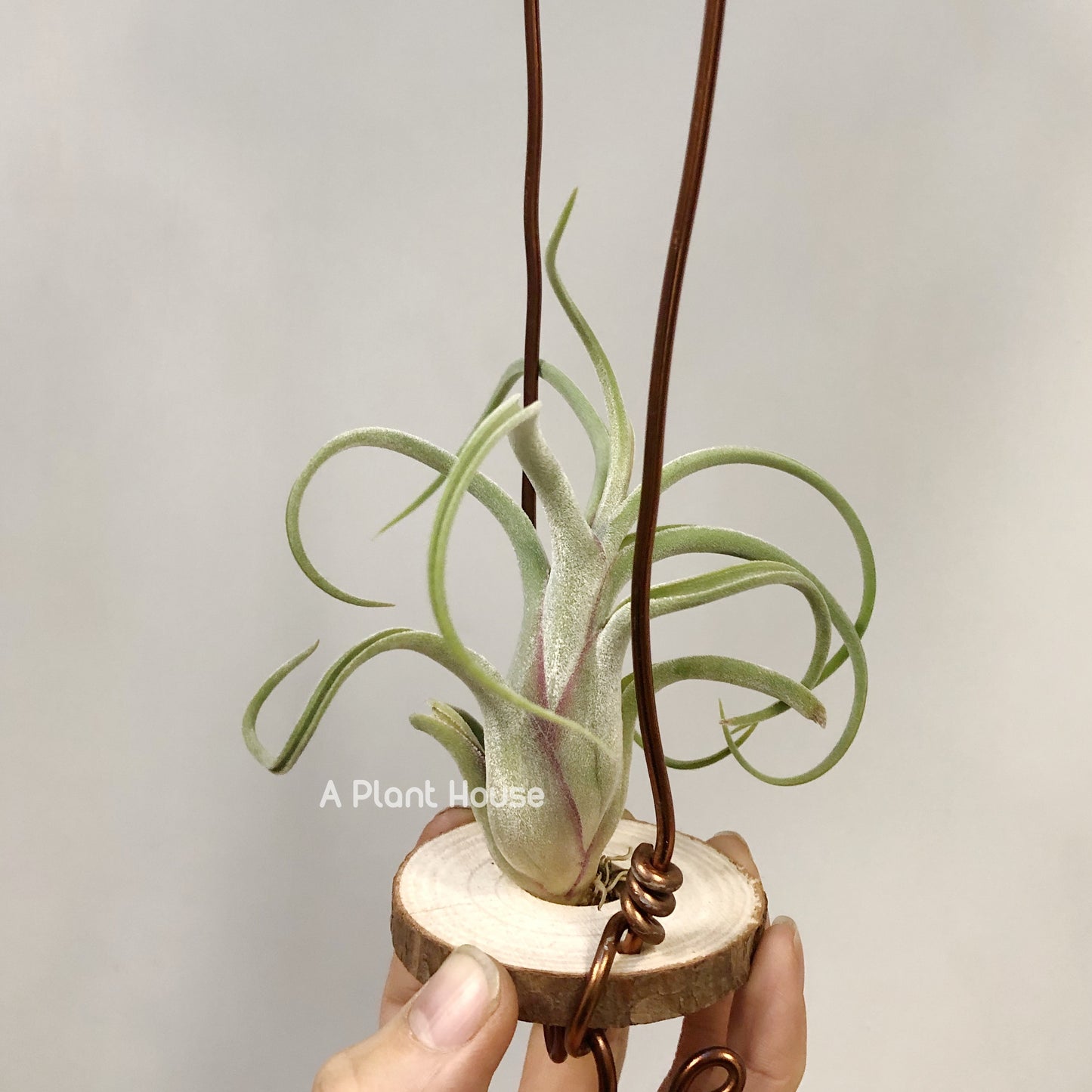 Tillandsia Caput-Medusae Sonoran Snow