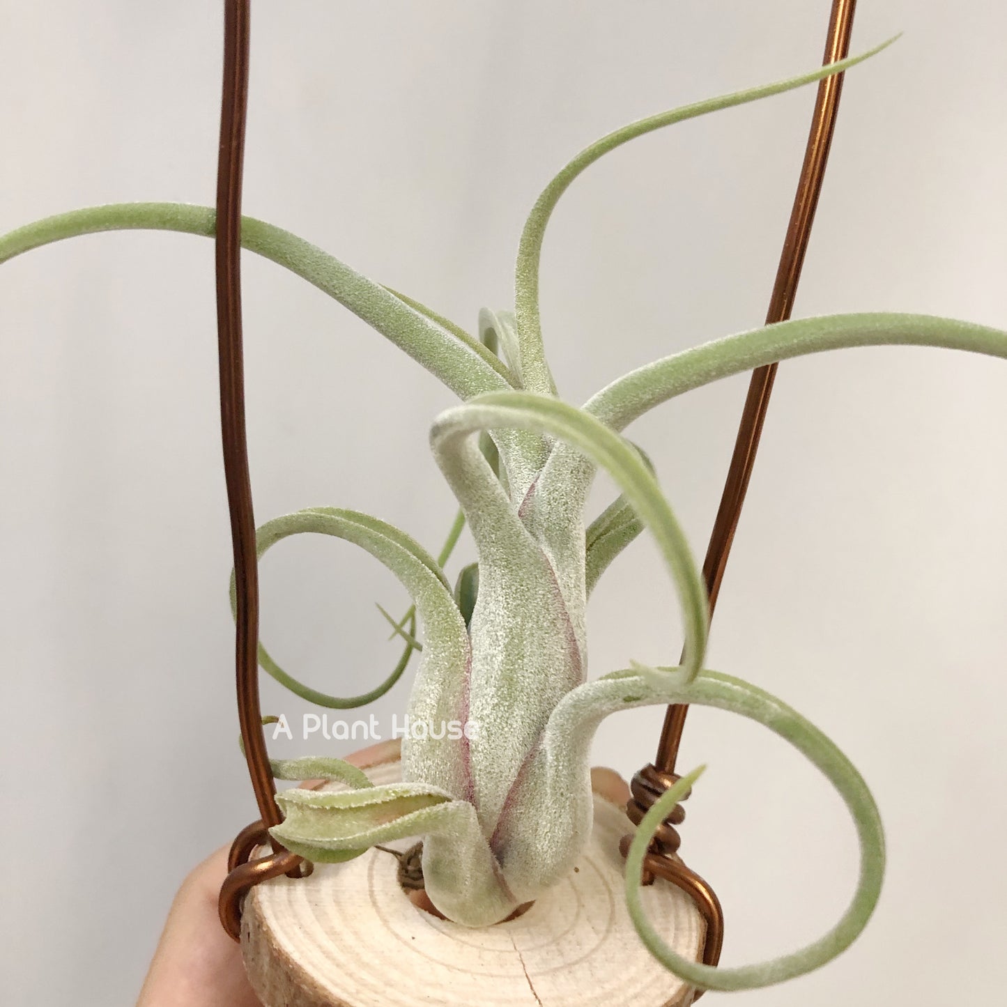 Tillandsia Caput-Medusae Sonoran Snow