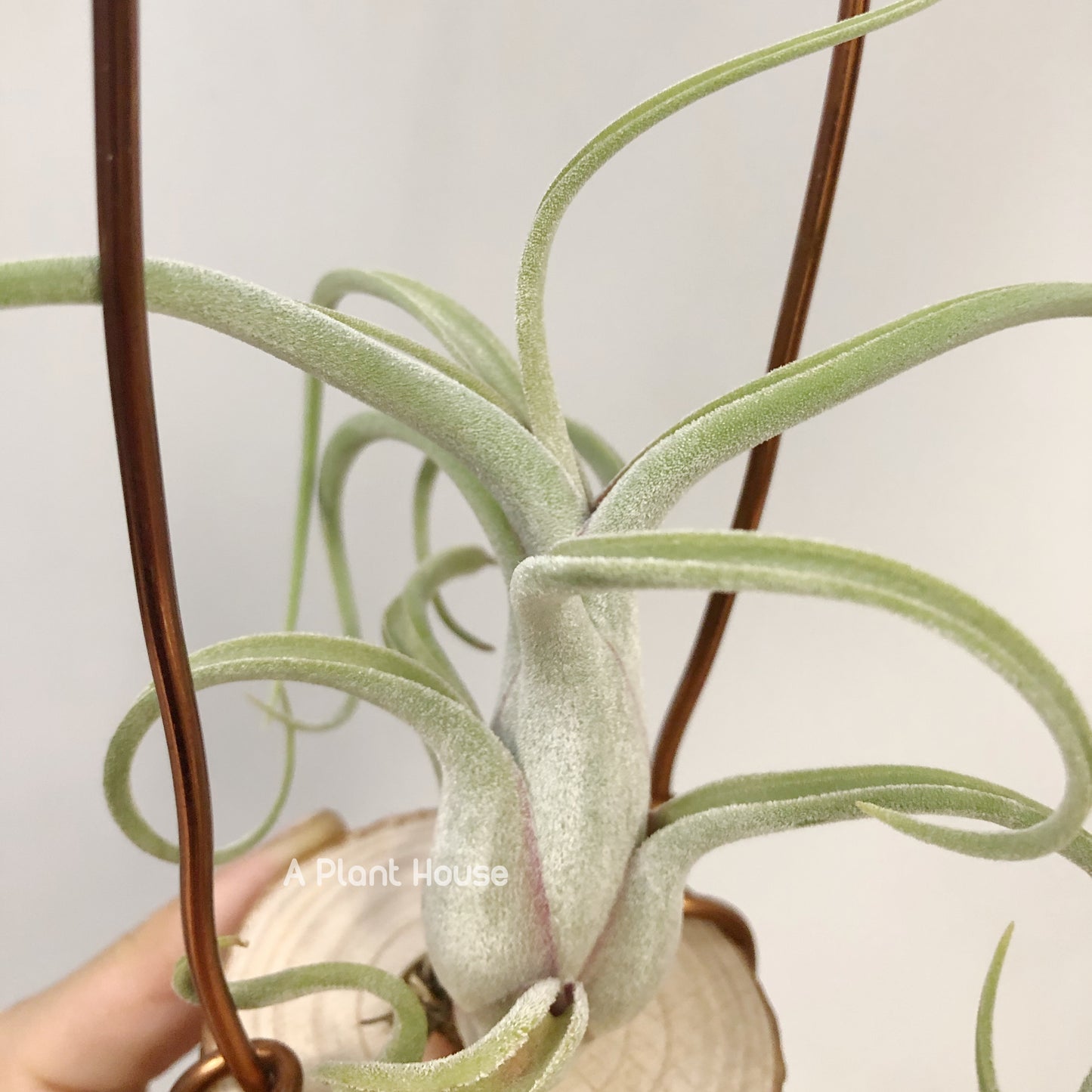 Tillandsia Caput-Medusae Sonoran Snow