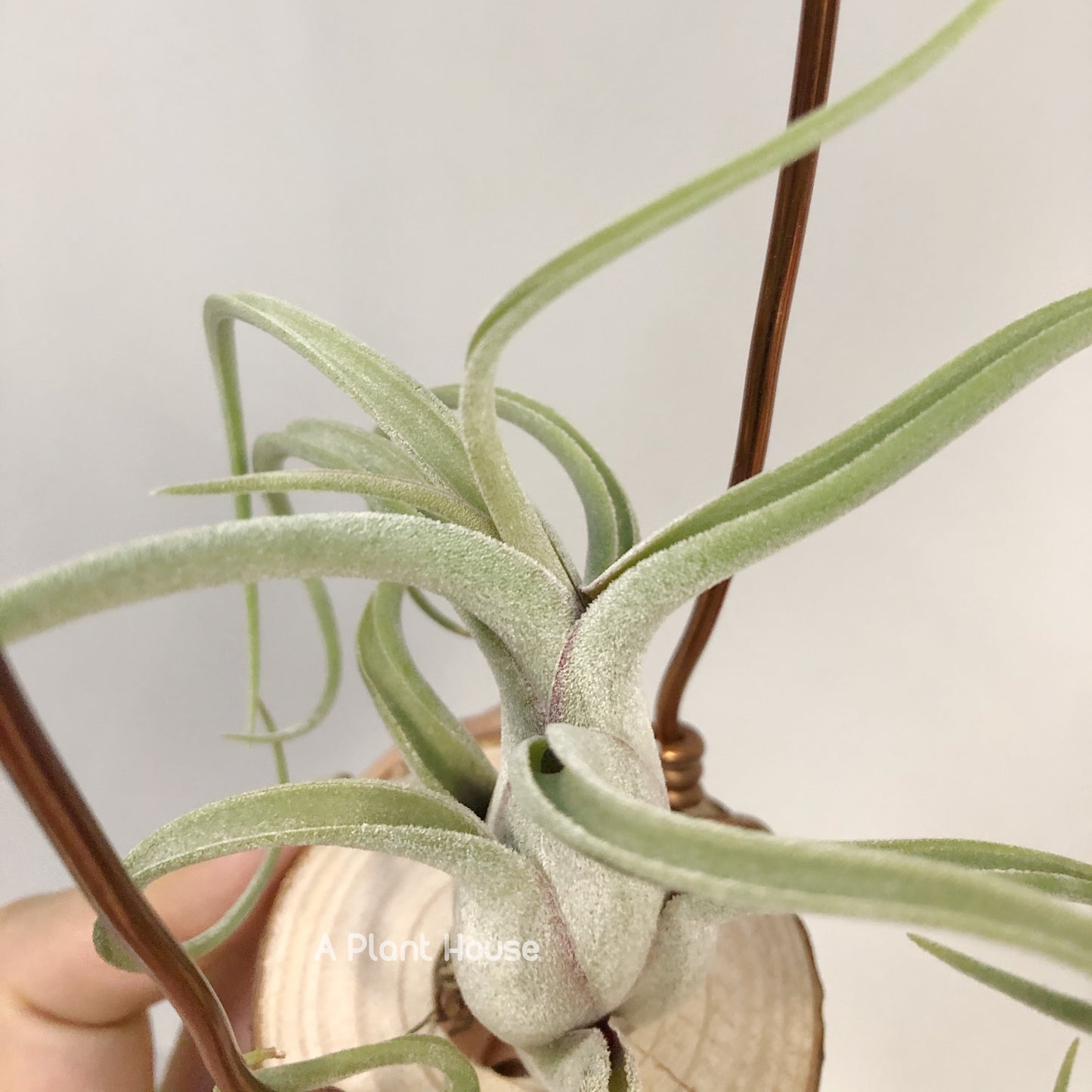 Tillandsia Caput-Medusae Sonoran Snow