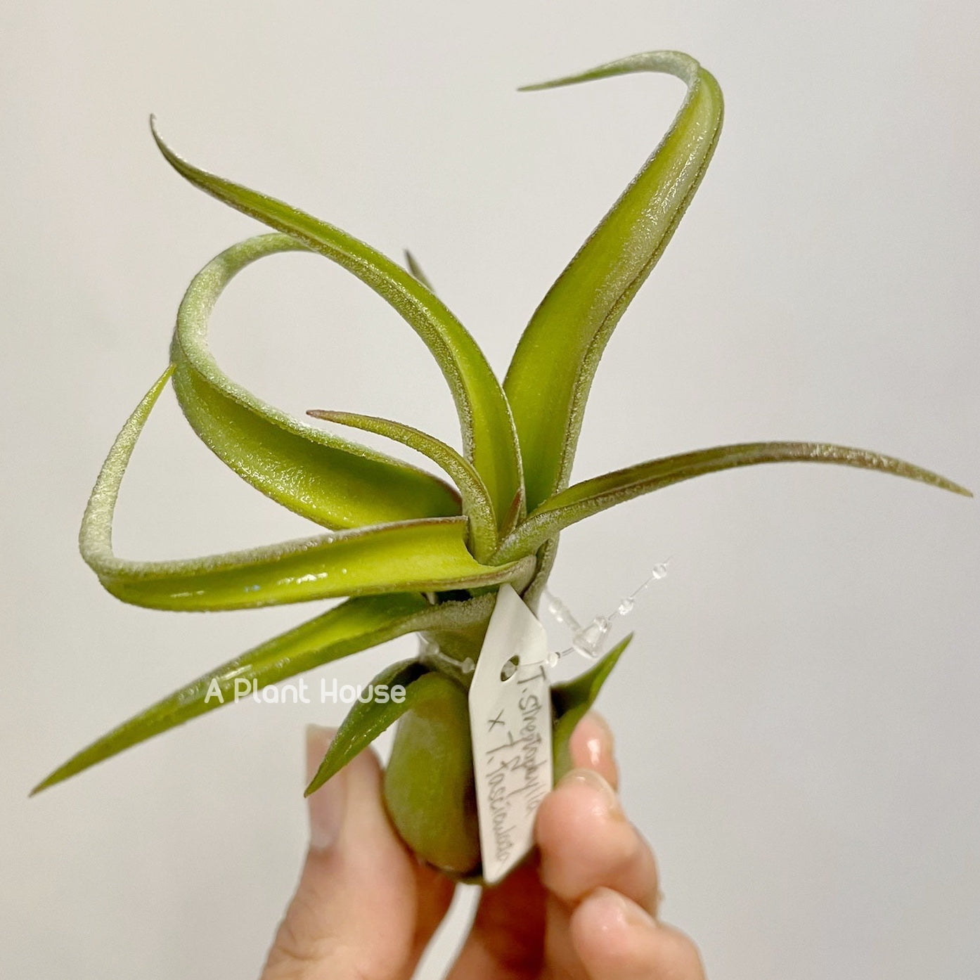 Tillandsia Streptophylla x Fasciculata
