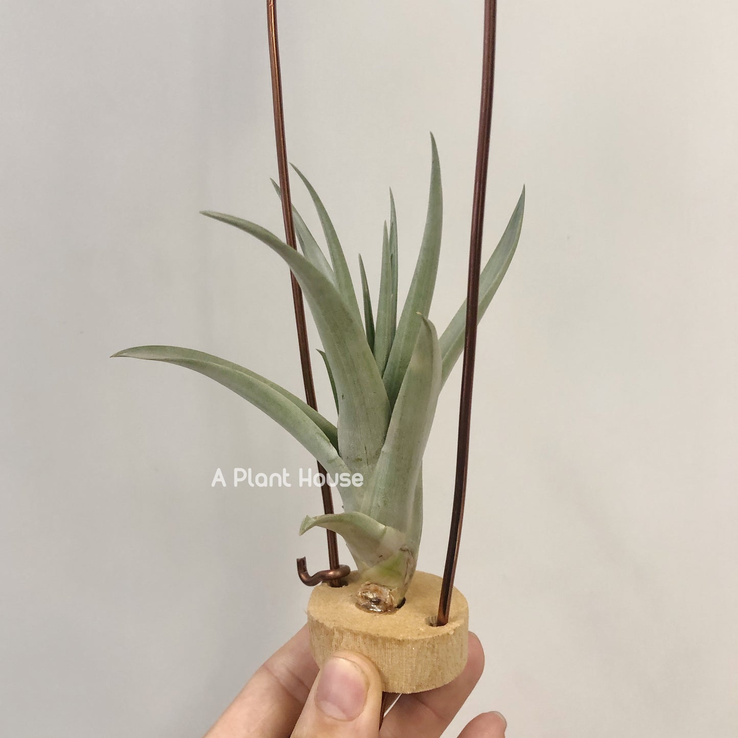 Tillandsia Capitata ‘Marron’