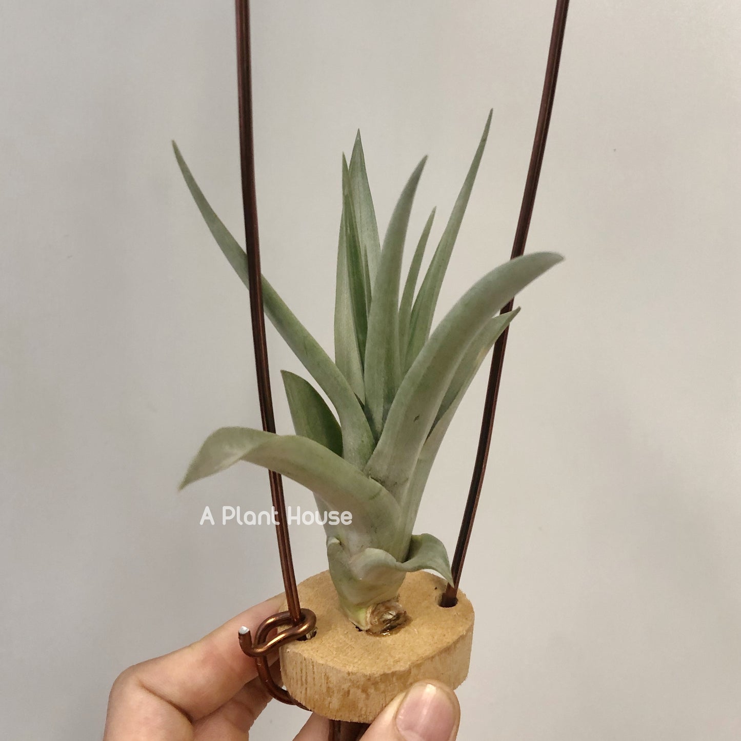 Tillandsia Capitata ‘Marron’
