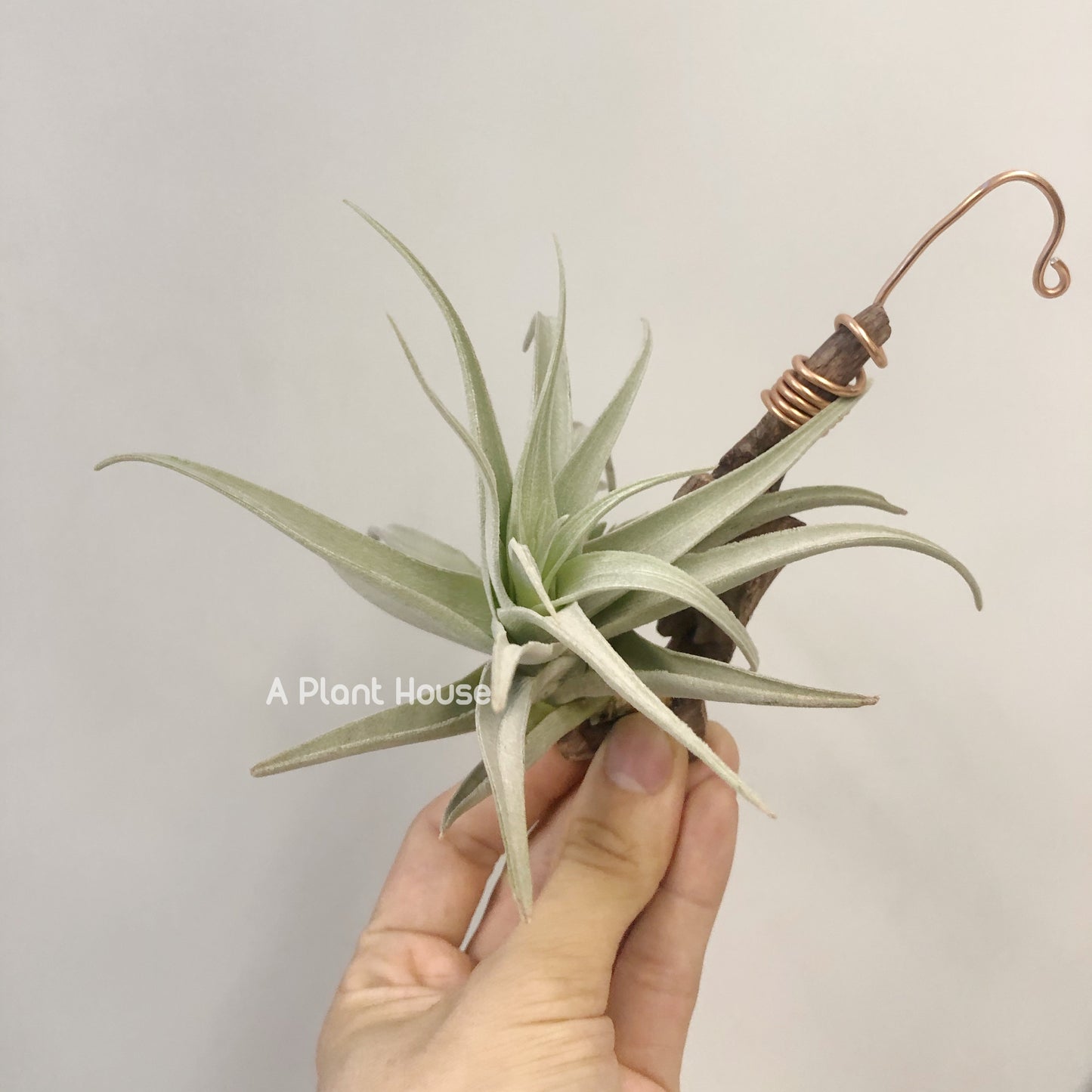 Tillandsia Recurvifolia Var. Subsecundifolia