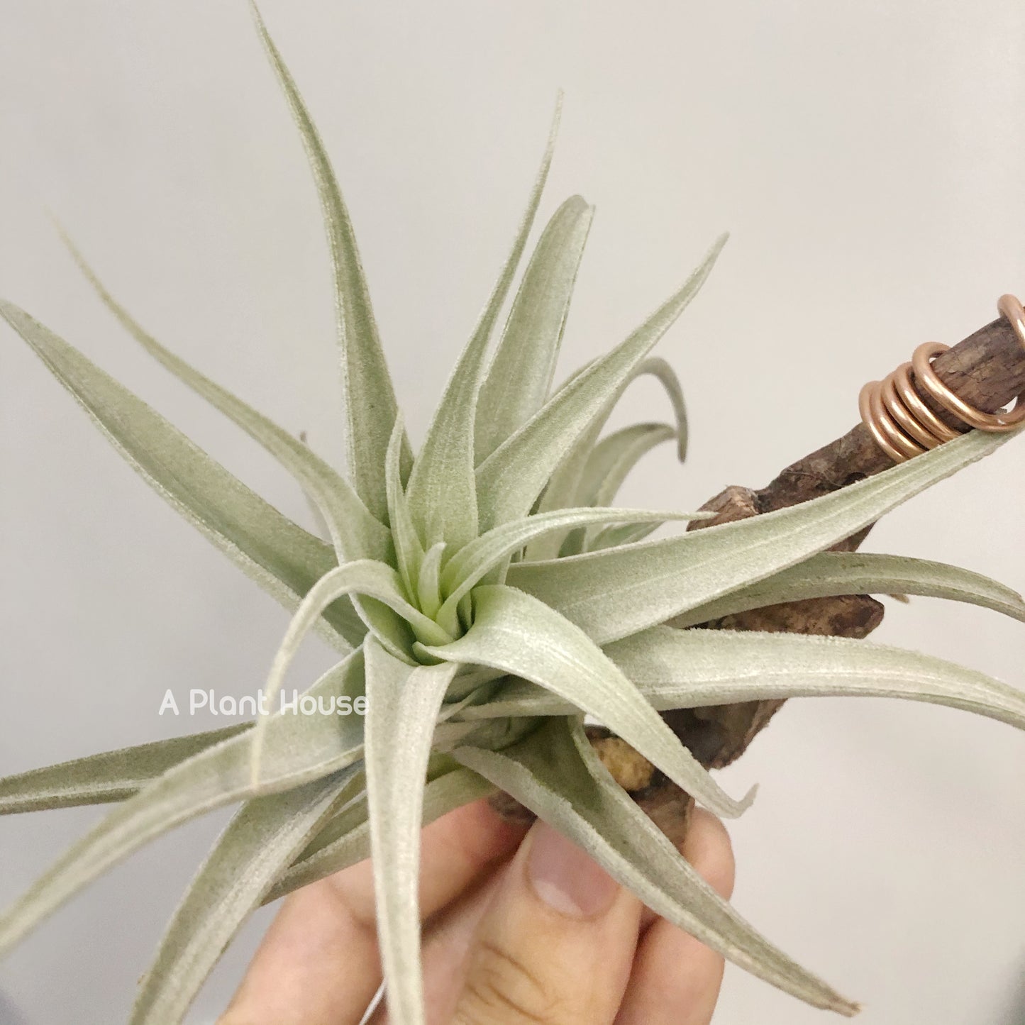 Tillandsia Recurvifolia Var. Subsecundifolia