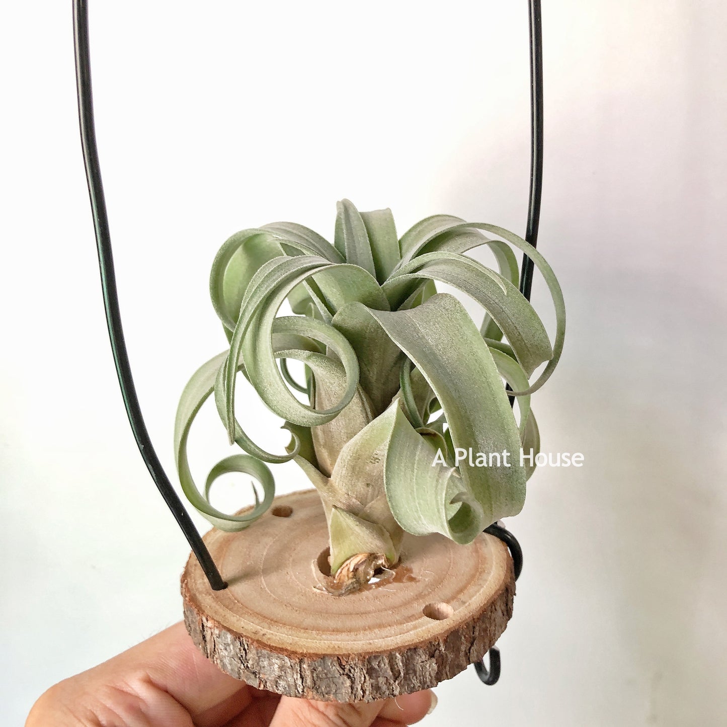 Tillandsia My Sweet Rose