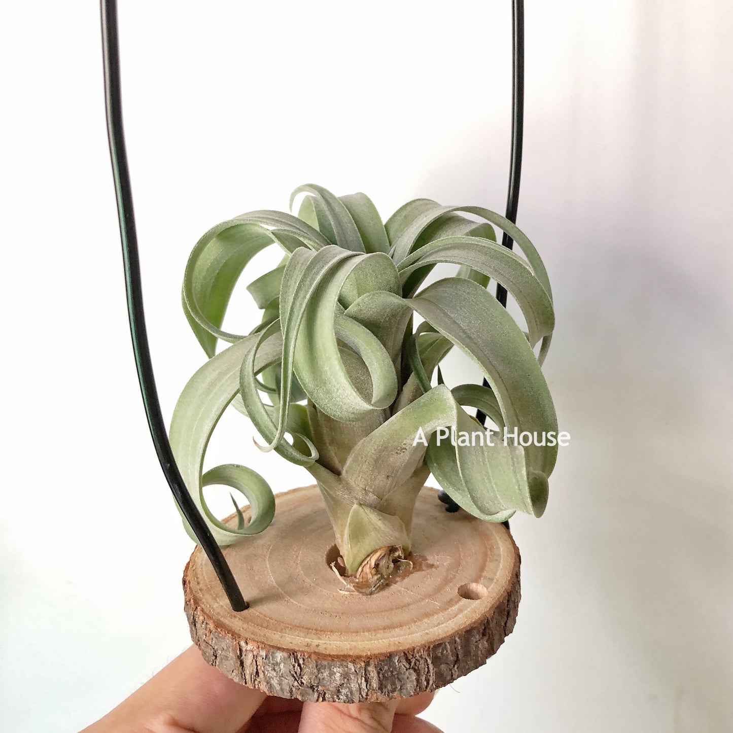 Tillandsia My Sweet Rose