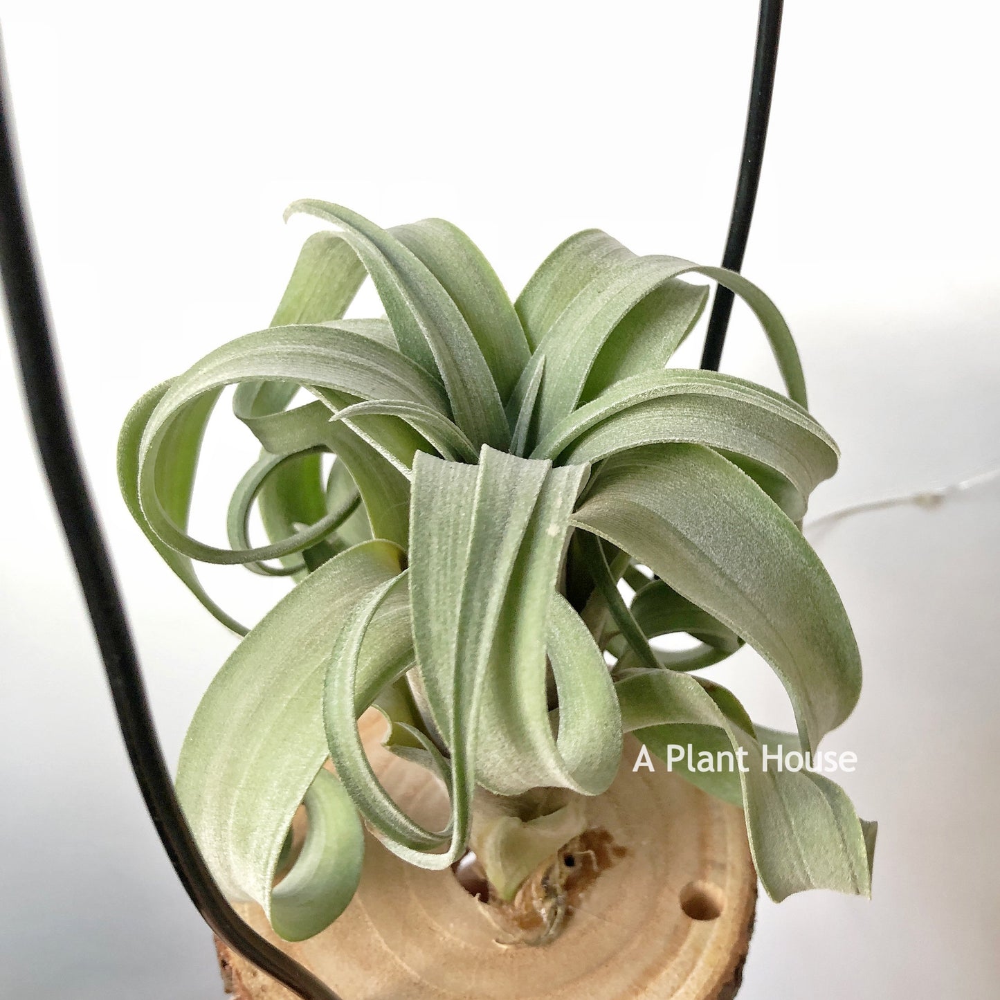 Tillandsia My Sweet Rose