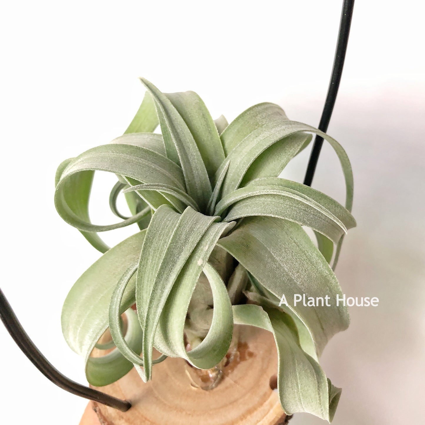 Tillandsia My Sweet Rose
