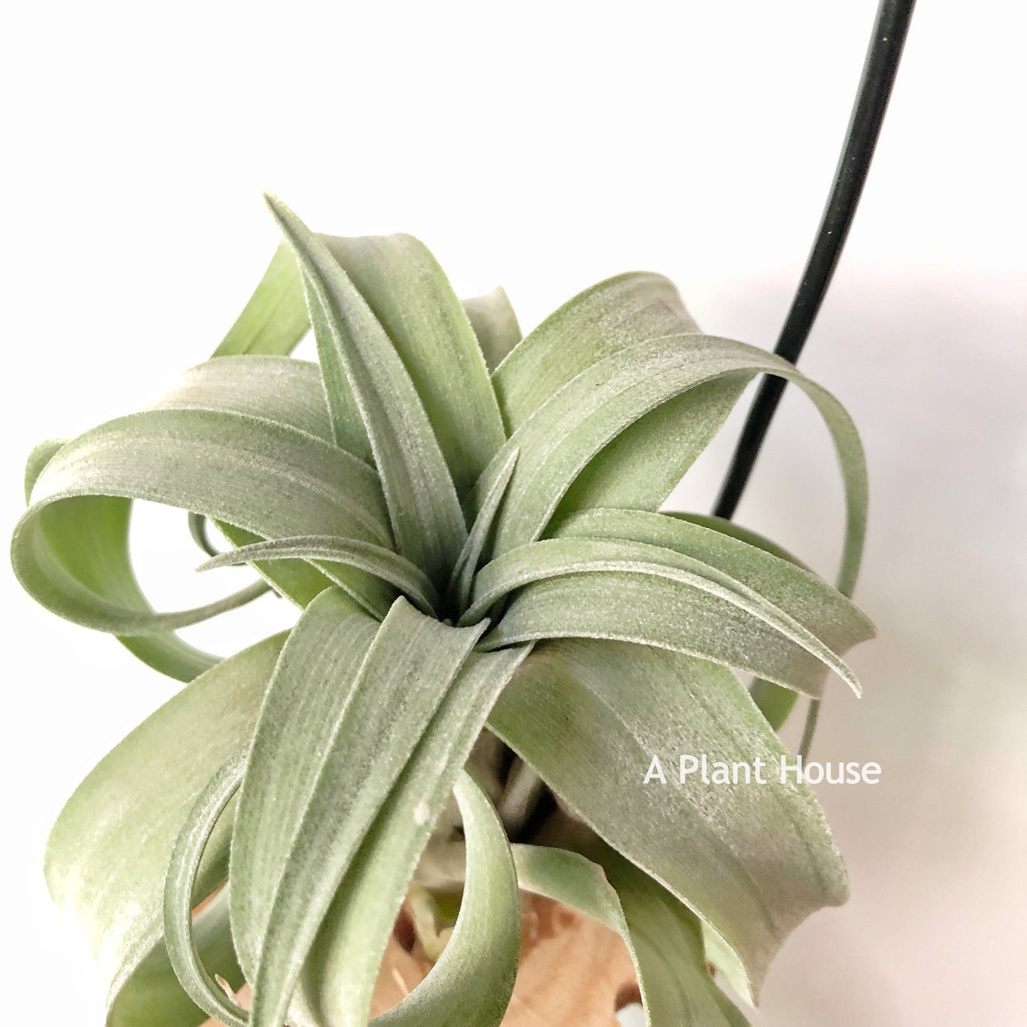 Tillandsia My Sweet Rose