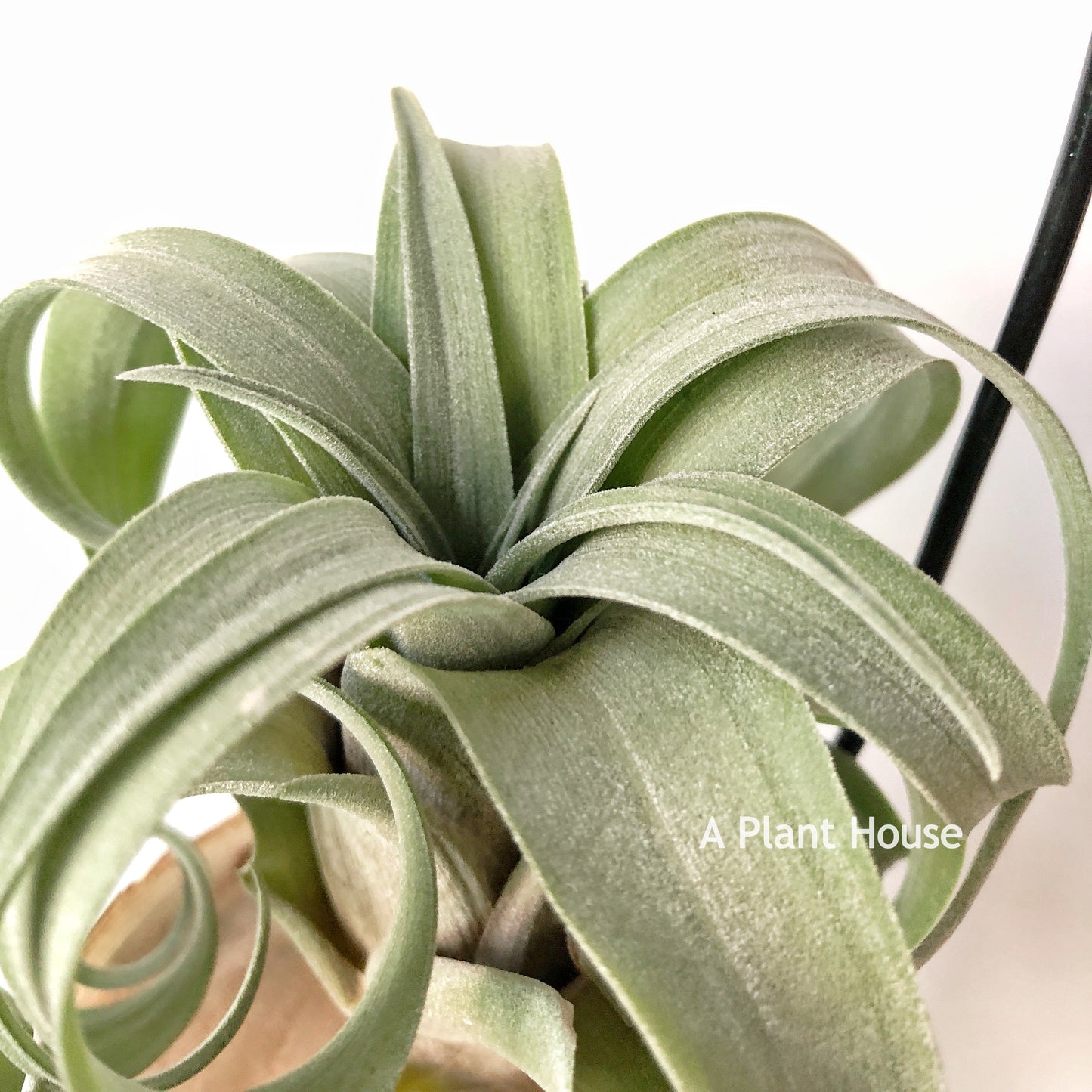 Tillandsia My Sweet Rose