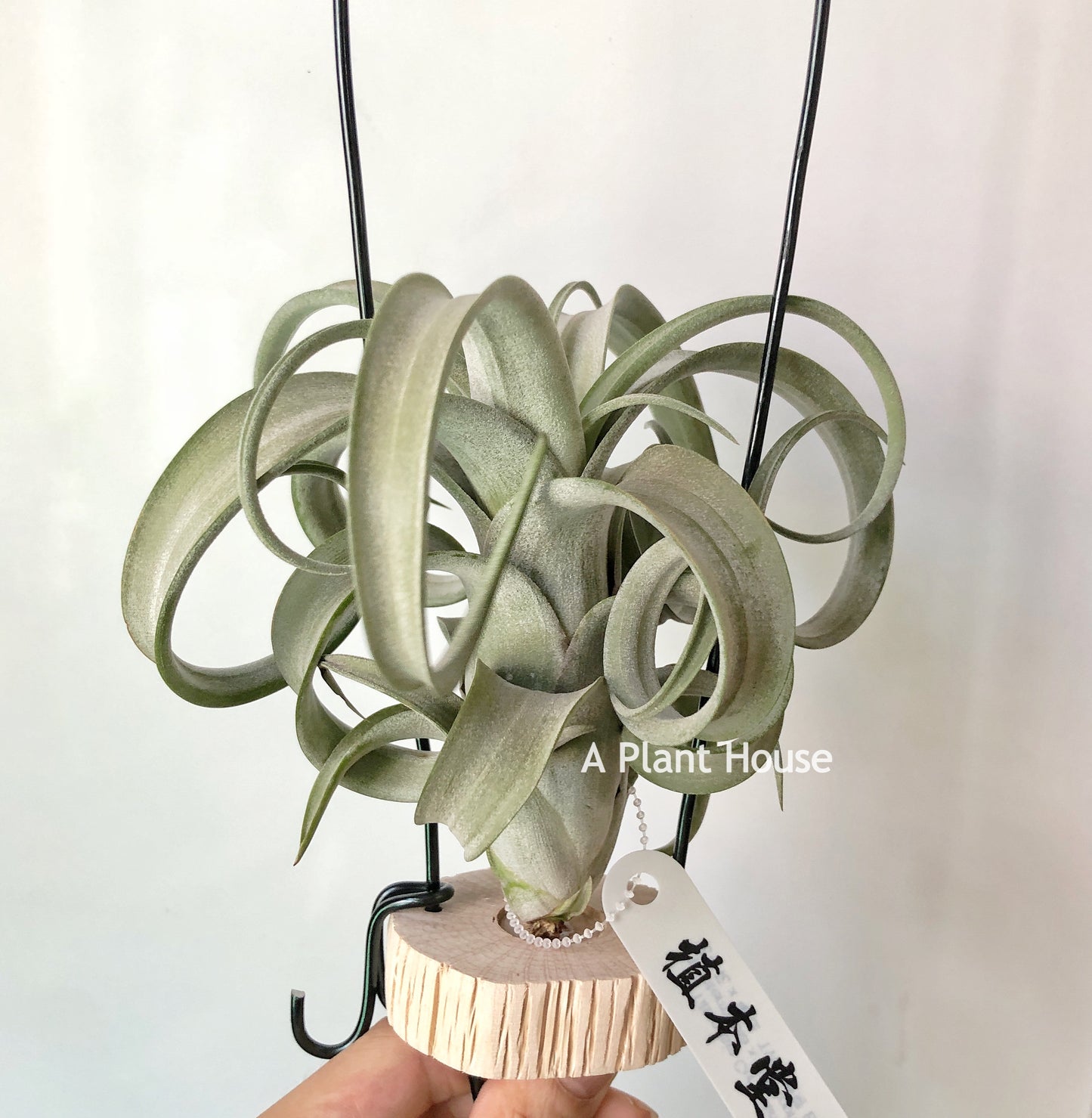 Tillandsia Curly Slim