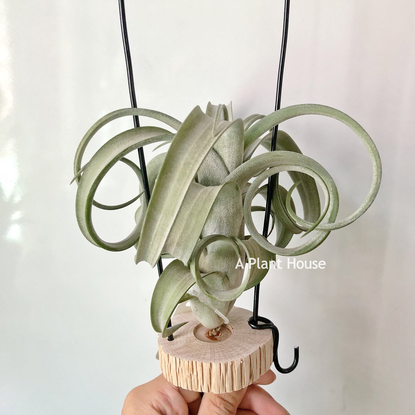 Tillandsia Curly Slim