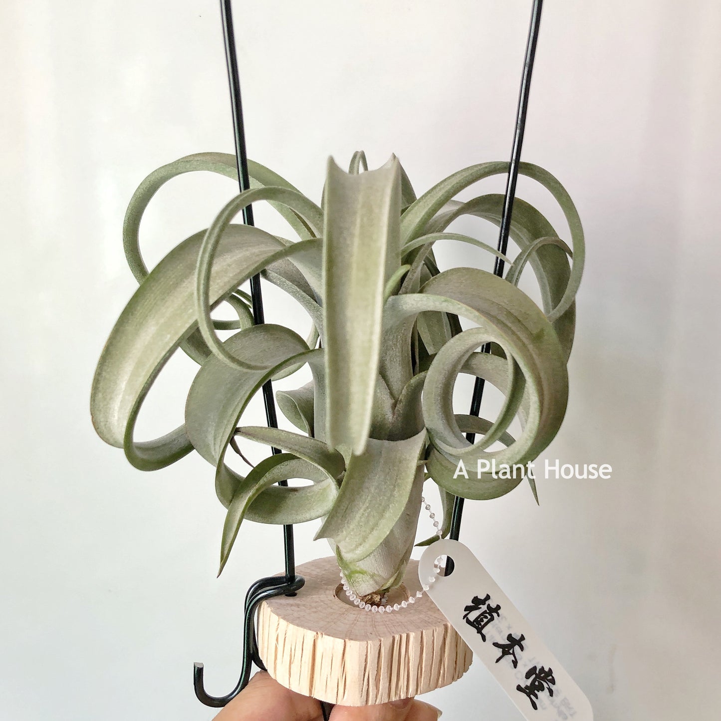 Tillandsia Curly Slim