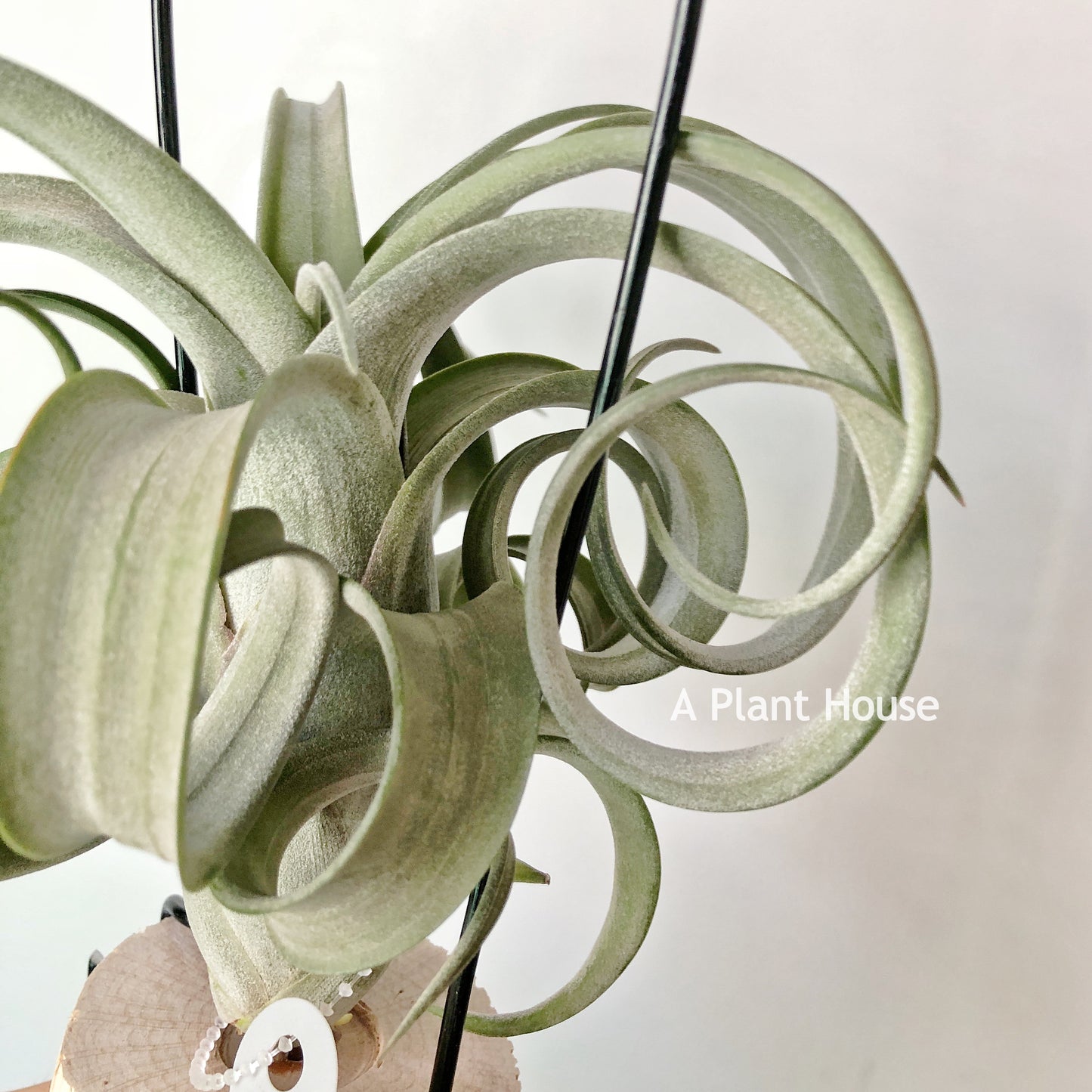 Tillandsia Curly Slim