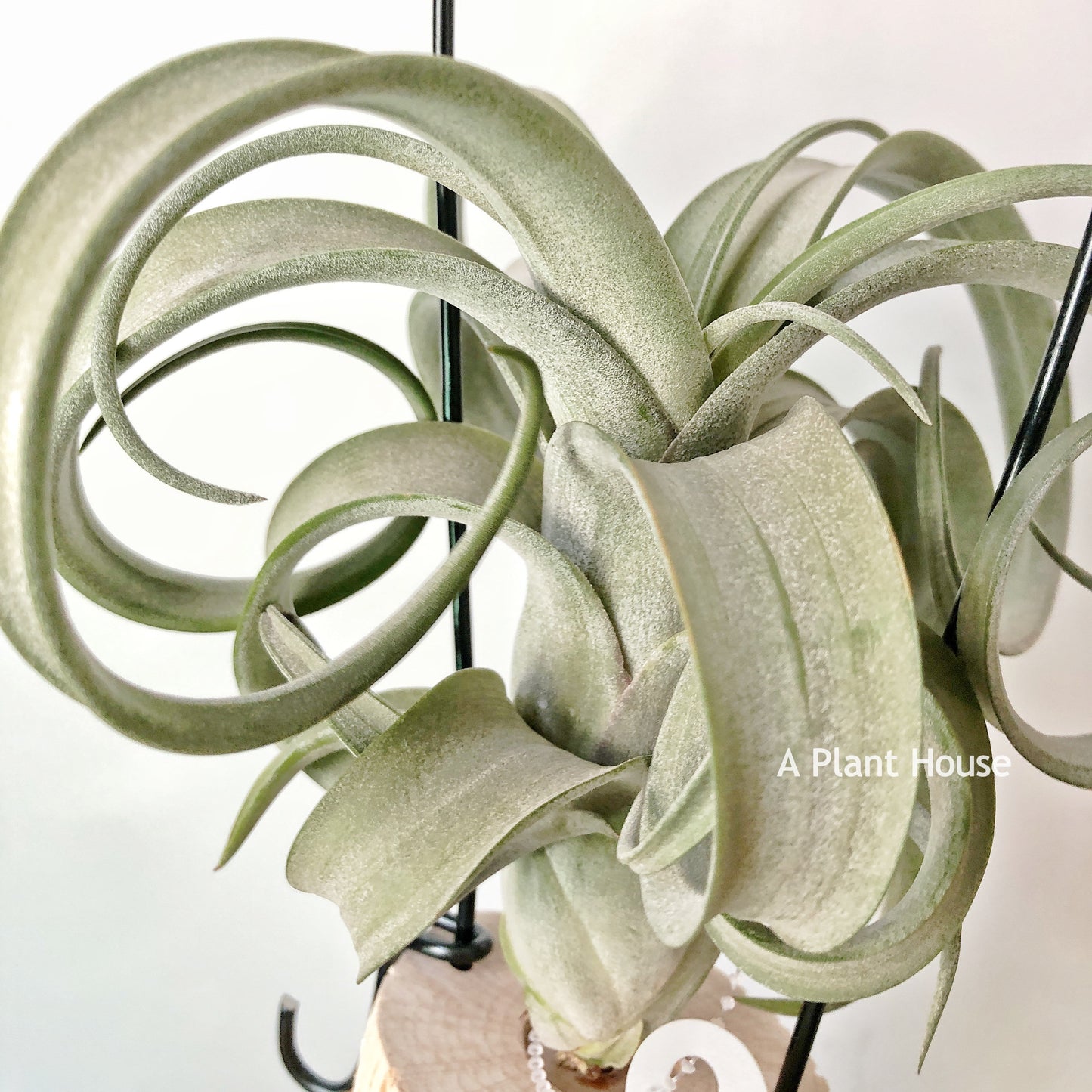 Tillandsia Curly Slim