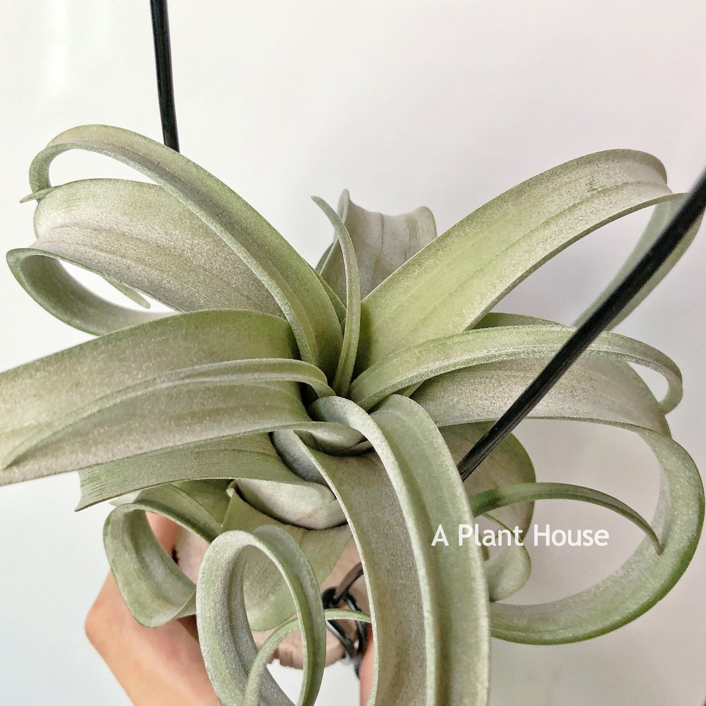 Tillandsia Curly Slim