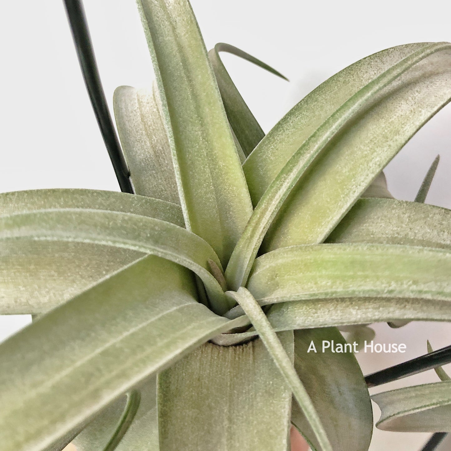 Tillandsia Curly Slim
