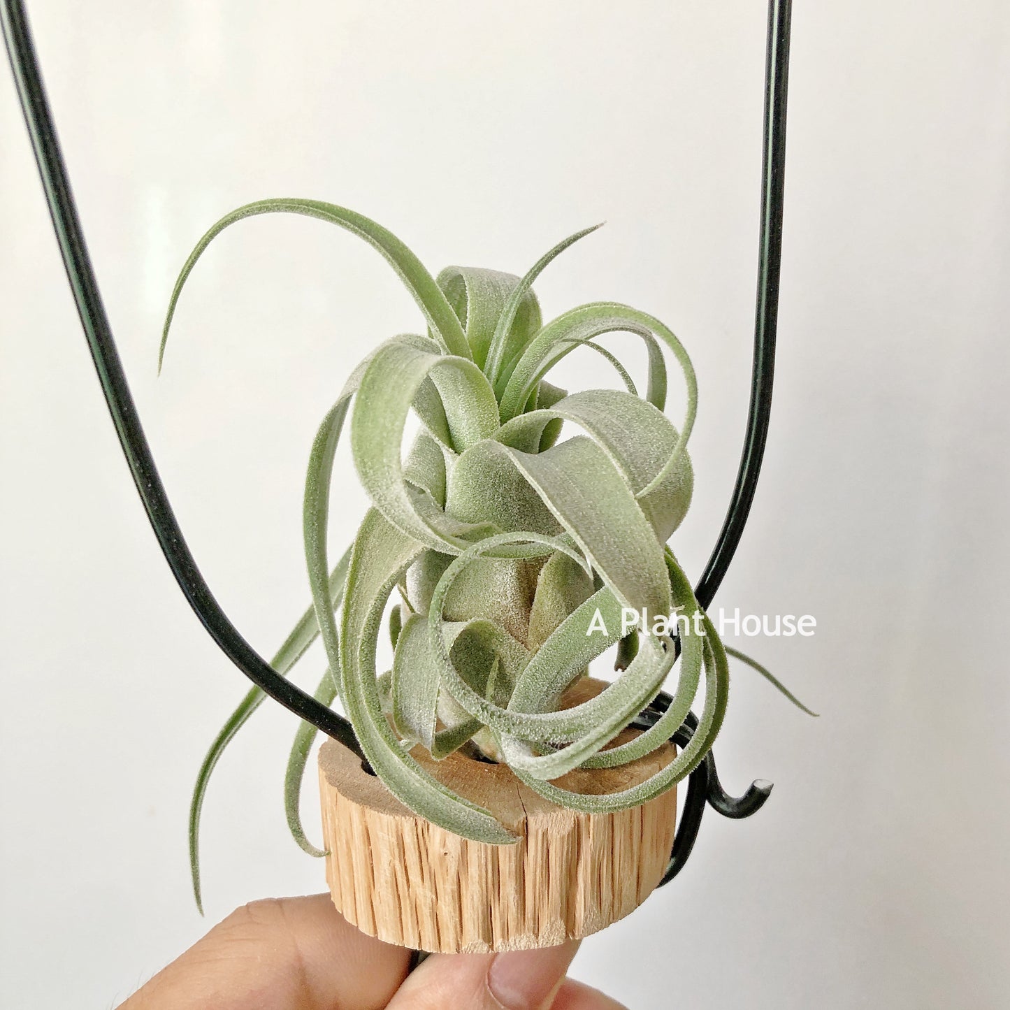 Tillandsia Bishop John Fisher