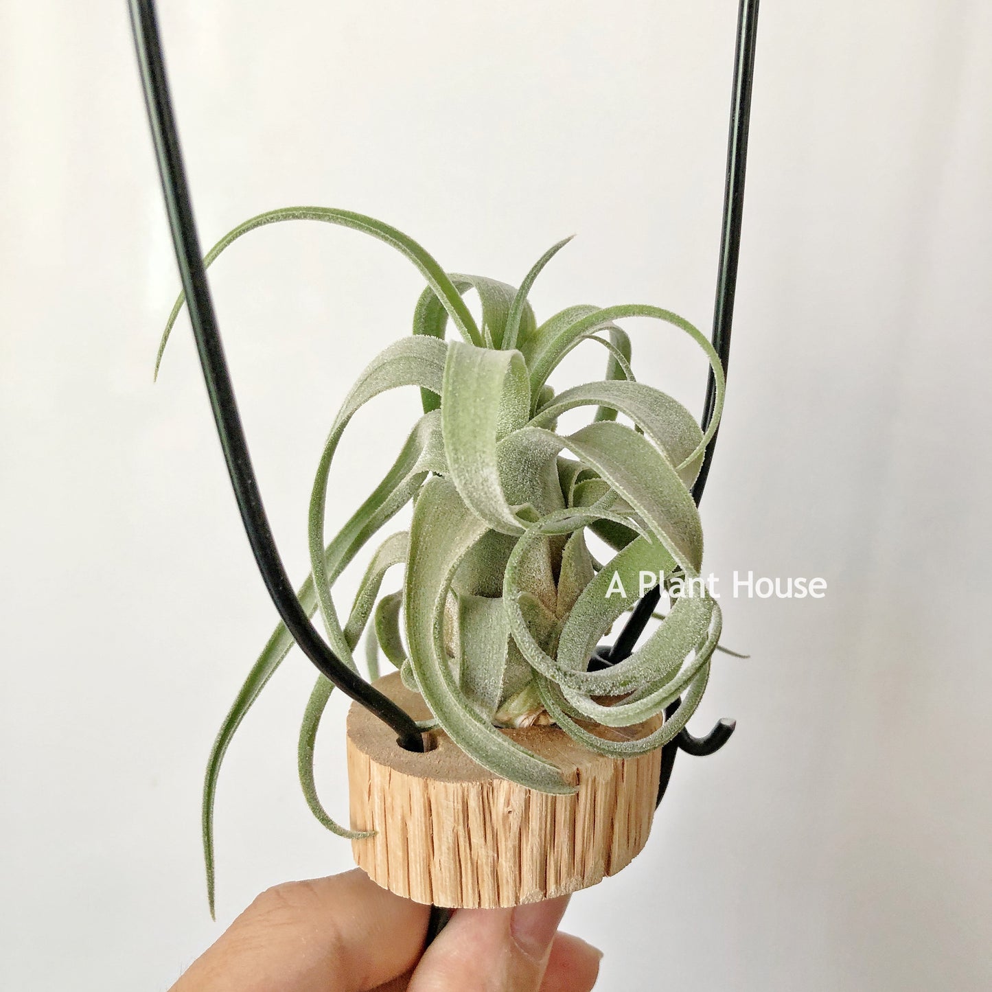 Tillandsia Bishop John Fisher