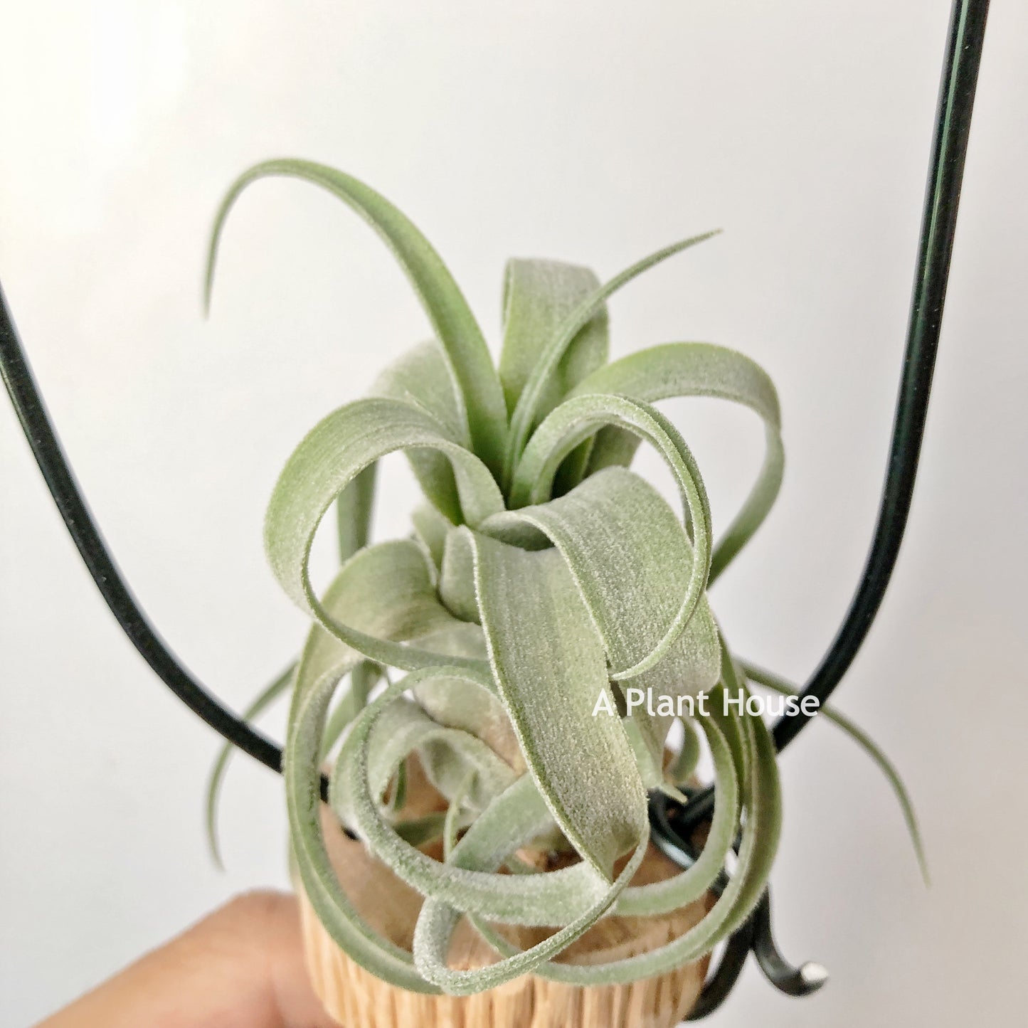 Tillandsia Bishop John Fisher