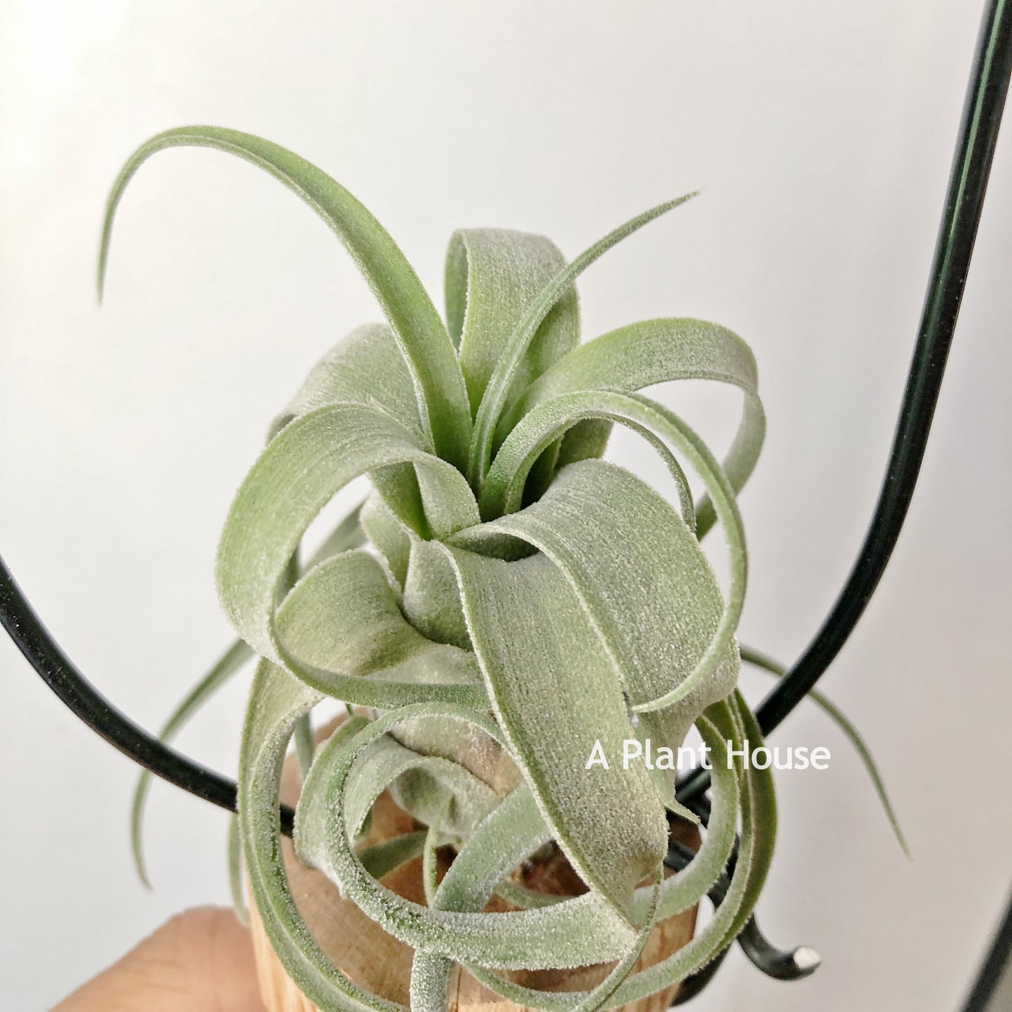 Tillandsia Bishop John Fisher