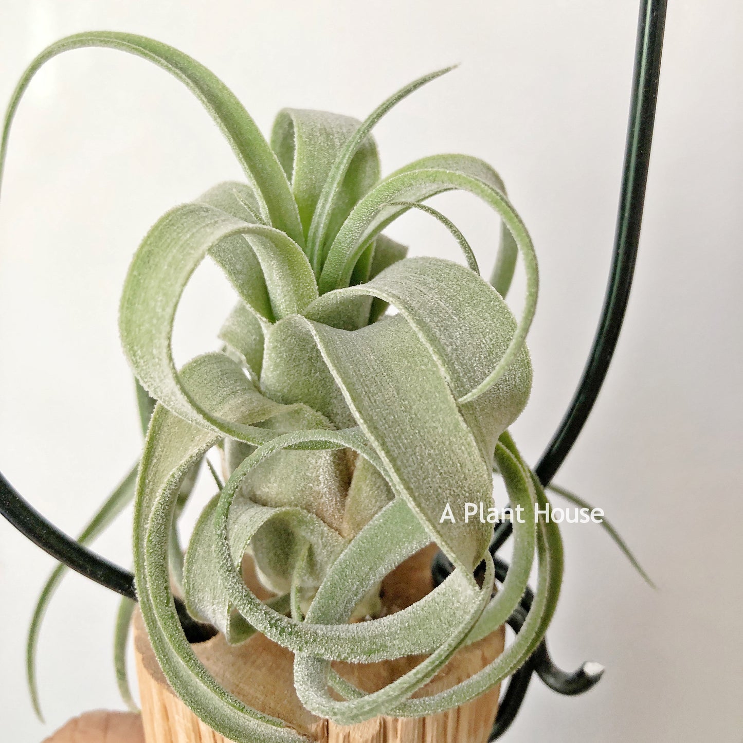 Tillandsia Bishop John Fisher