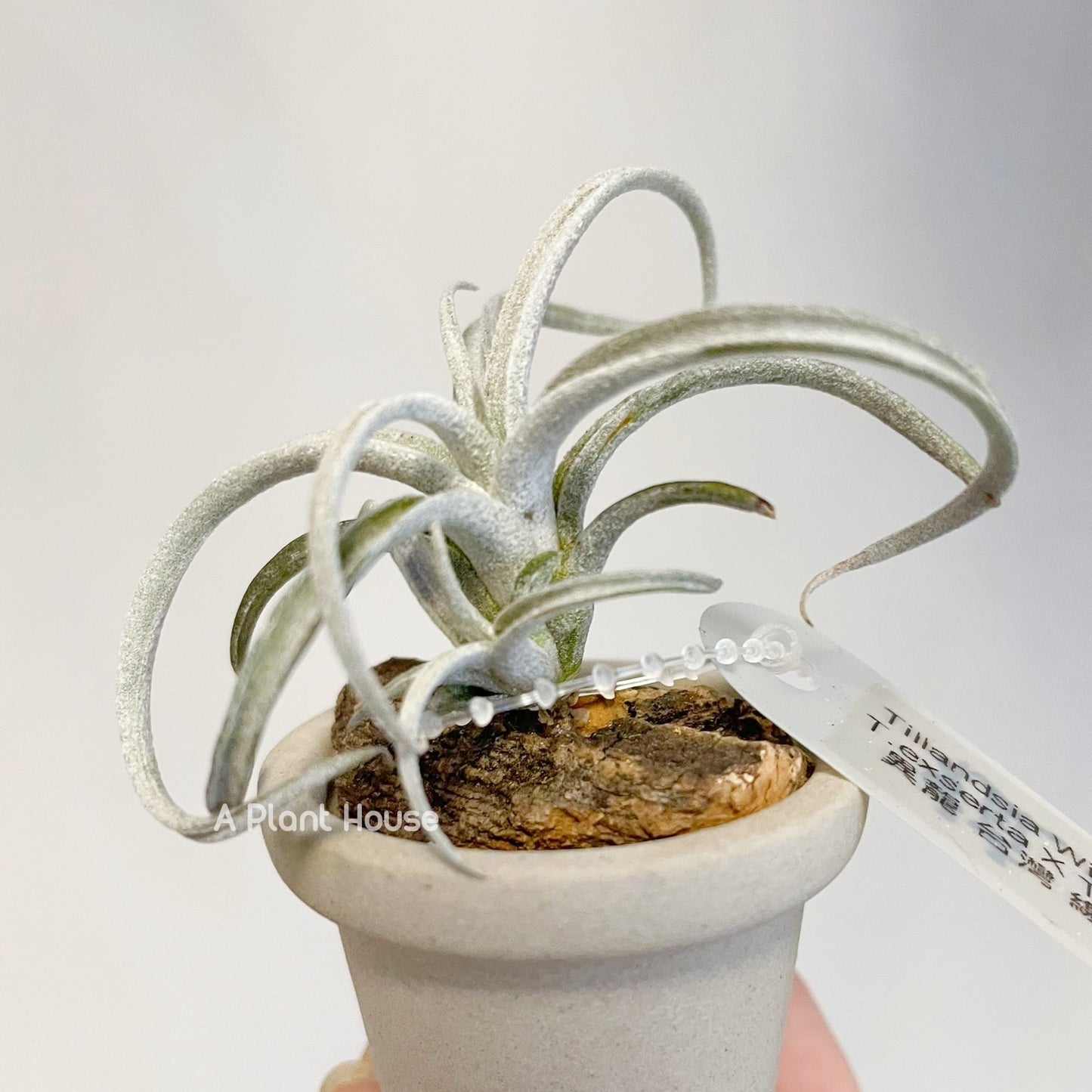 Tillandsia Exserta x Chiapensis