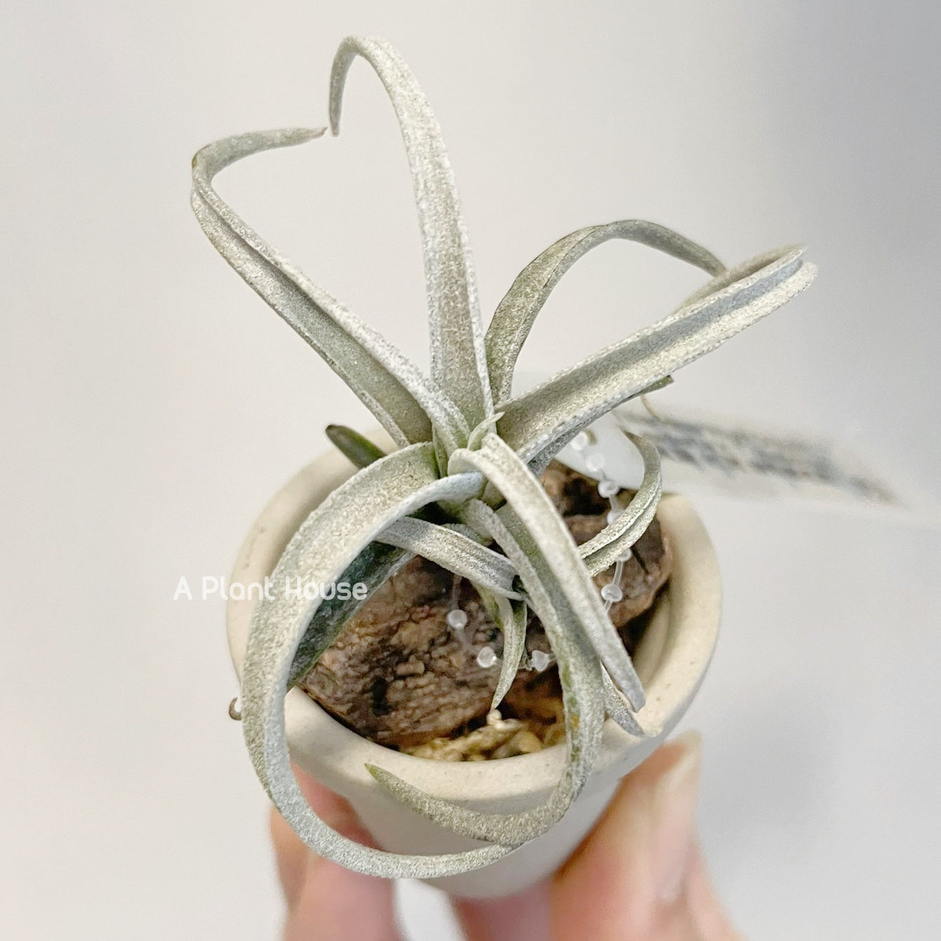 Tillandsia Exserta x Chiapensis
