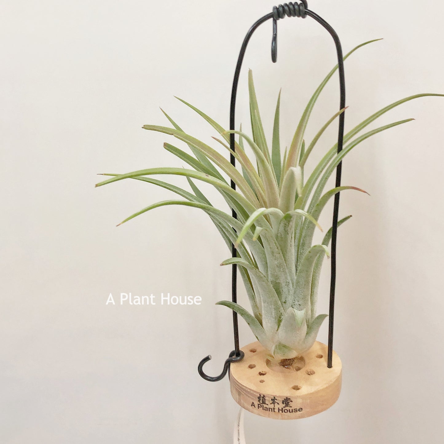 Tillandsia Silver Trinket