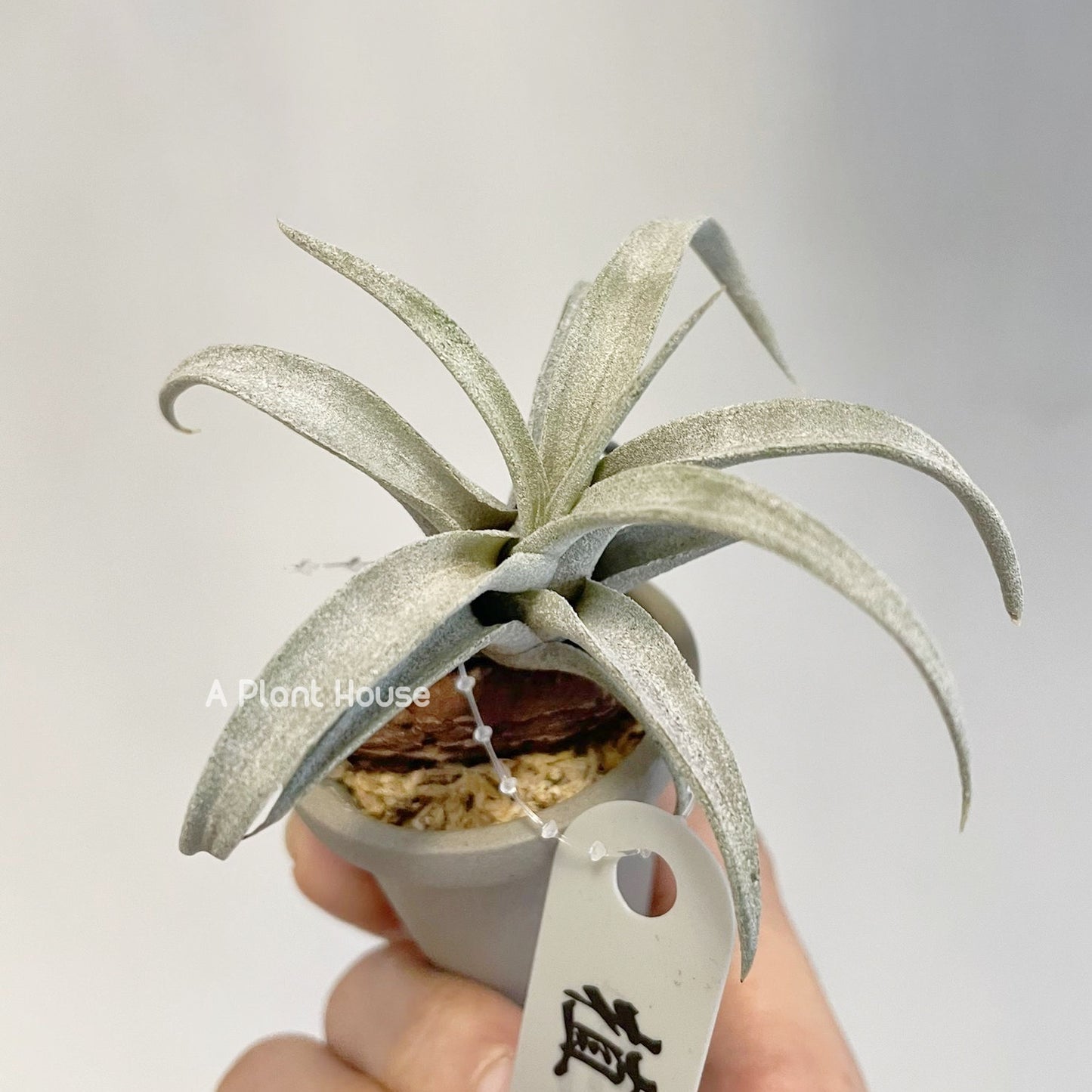 Tillandsia Wow Wow